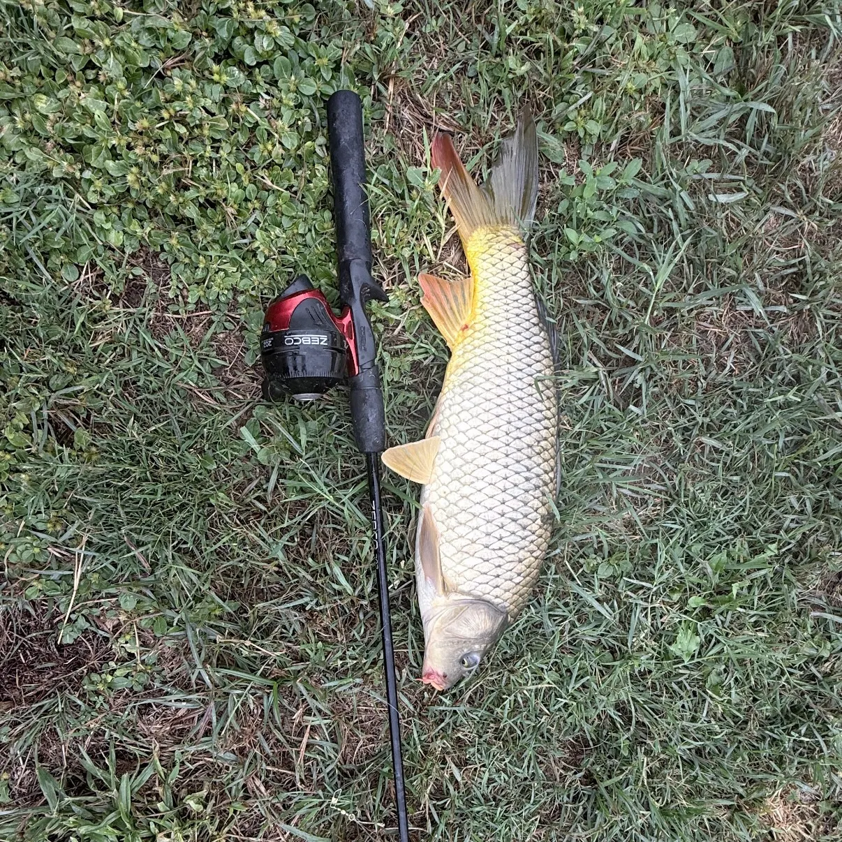 Common carp caught on Fishbrain