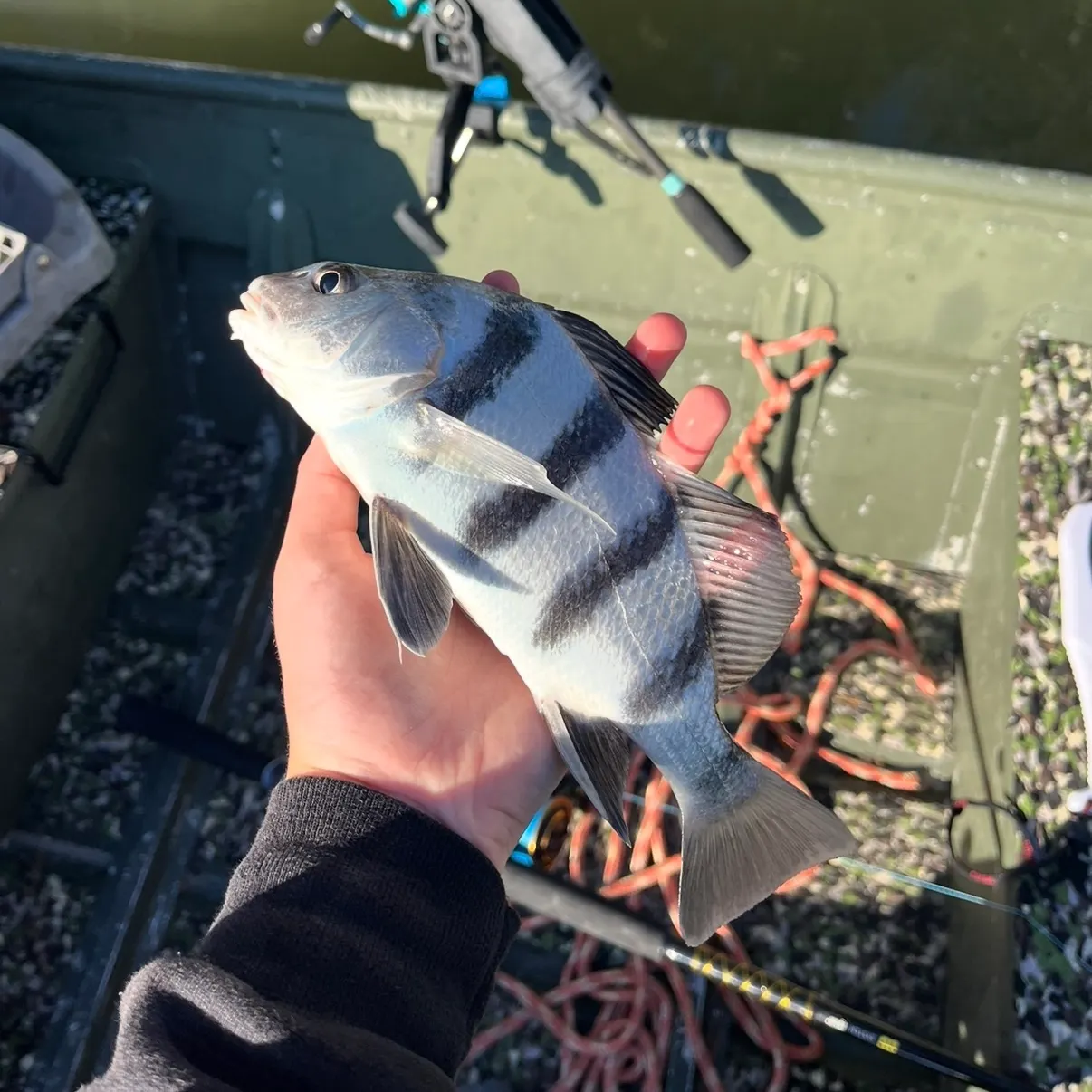 The most recent Black drum catches on Fishbrain