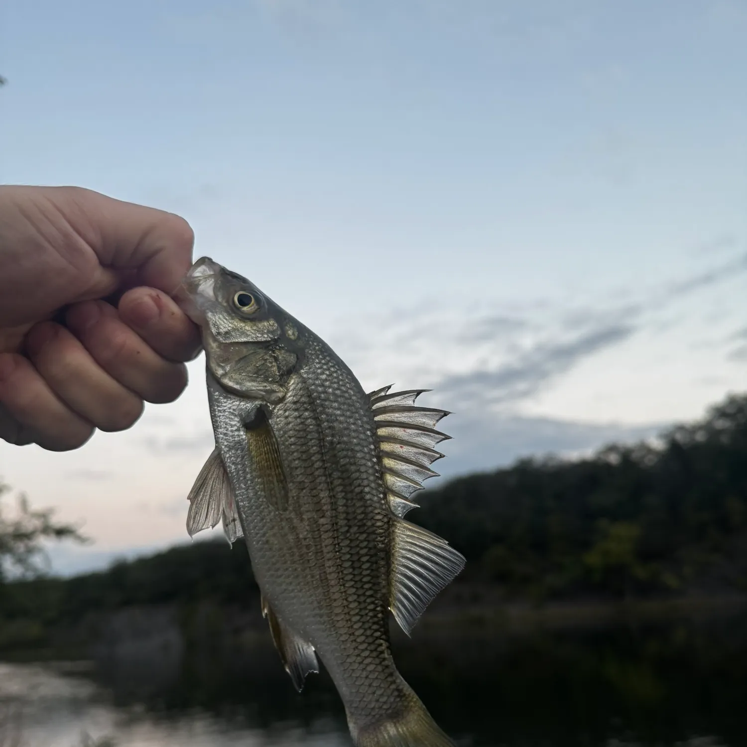 White perch caught on Fishbrain
