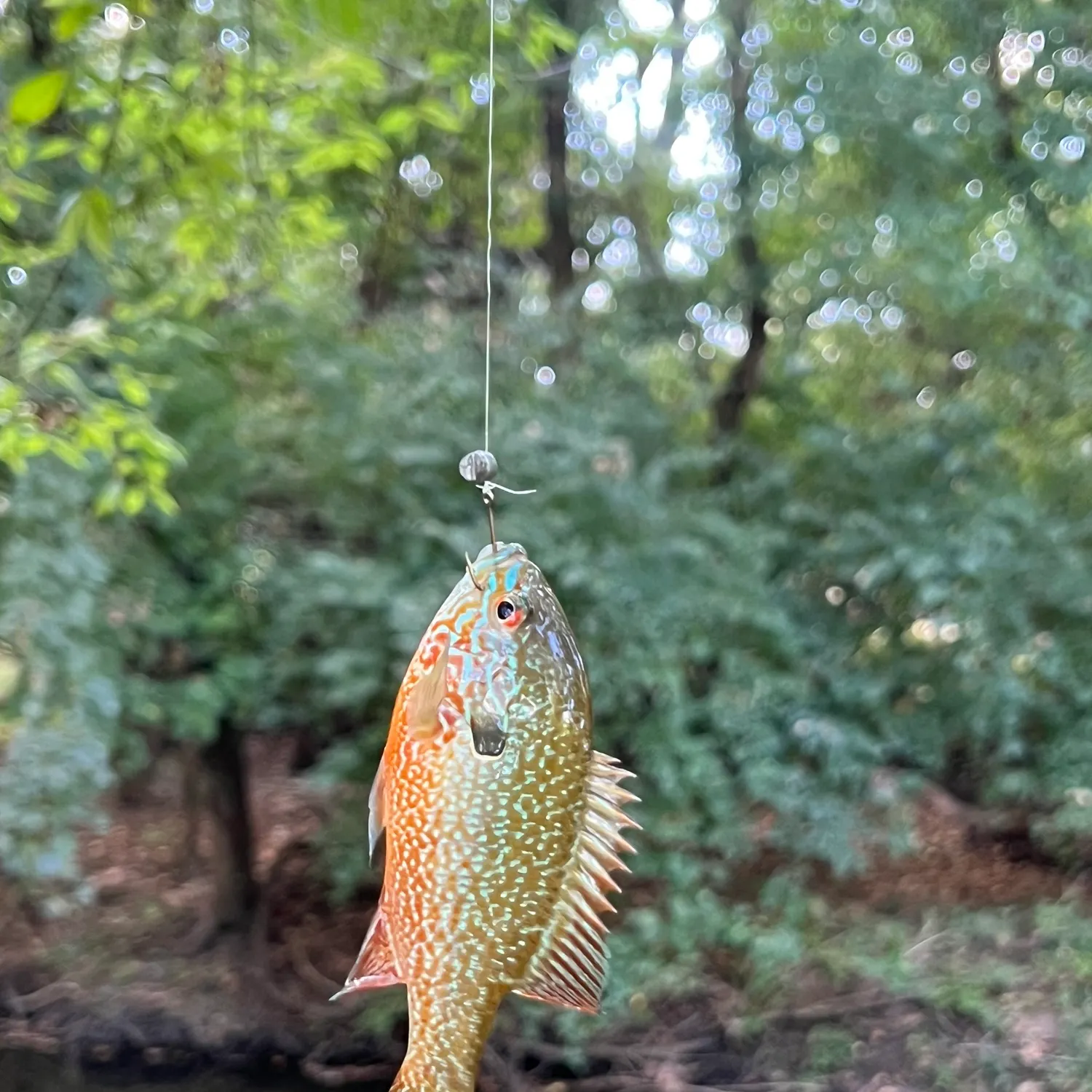 Longear sunfish caught on Fishbrain