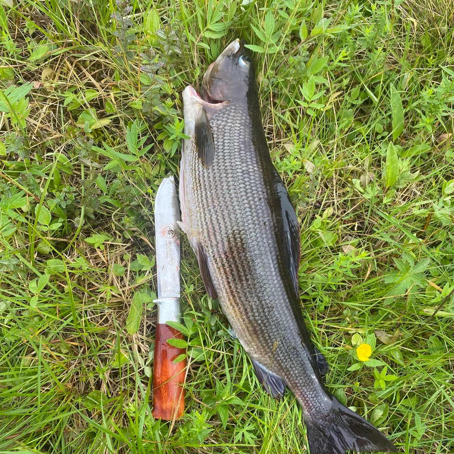 The most recent European grayling catches on Fishbrain