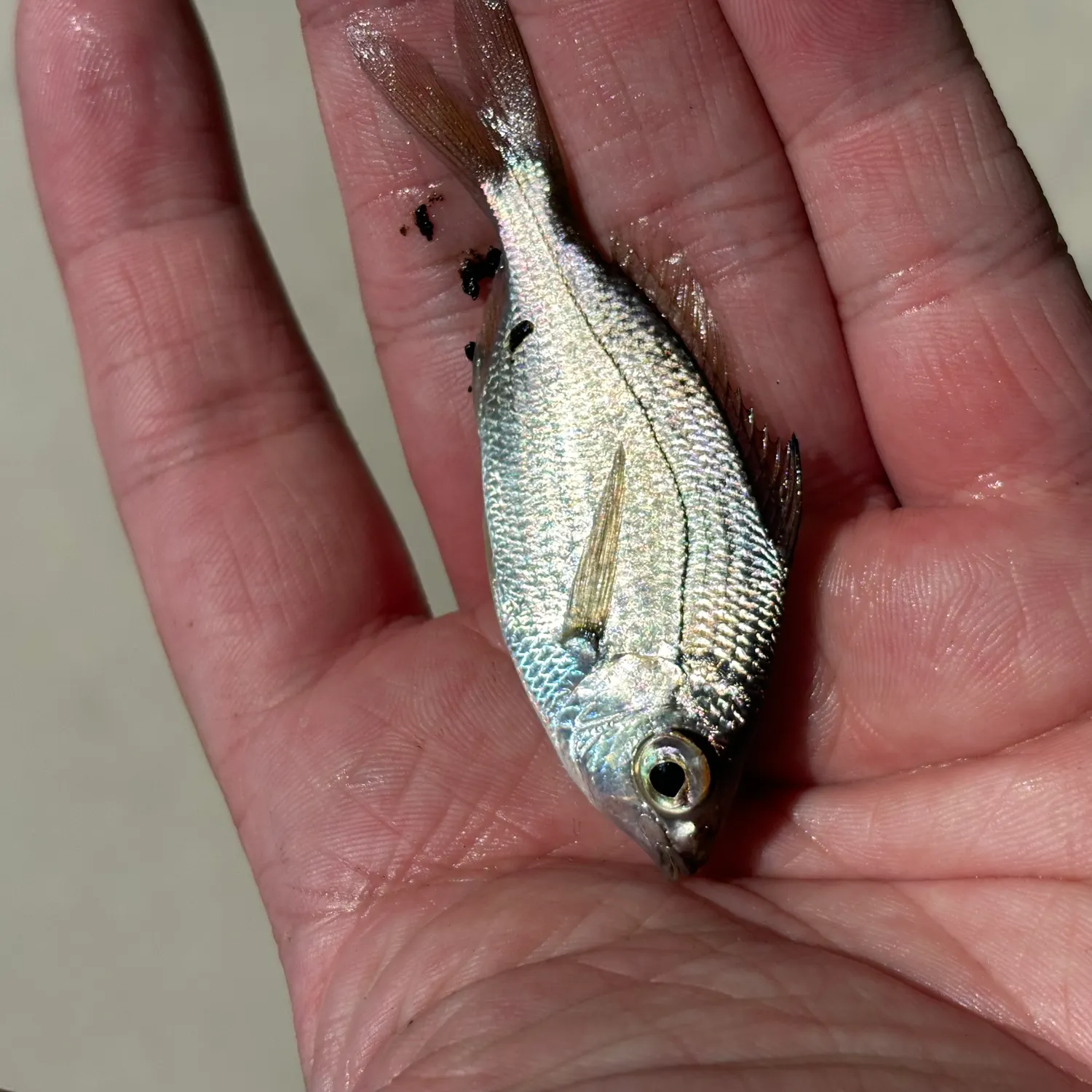 The most recent Tidewater mojarra catches on Fishbrain