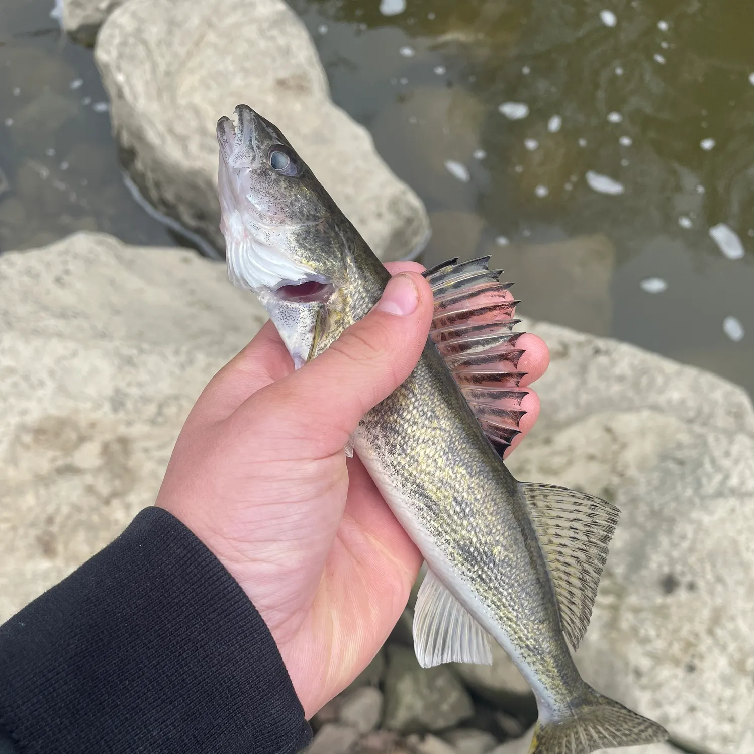 The most recent Saugeye catches on Fishbrain