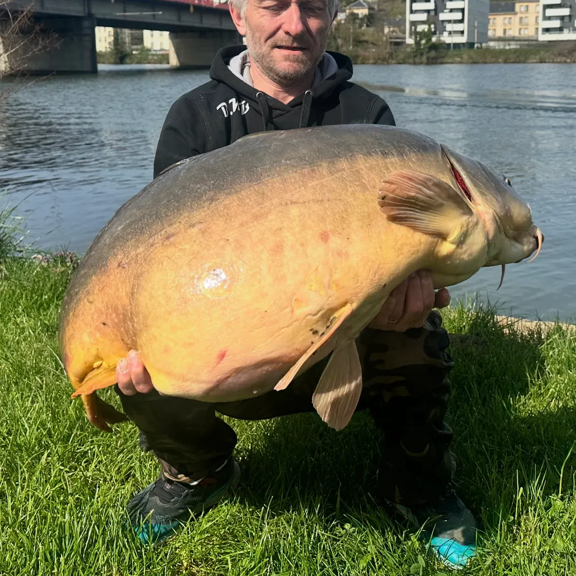 Mirror carp caught on Fishbrain