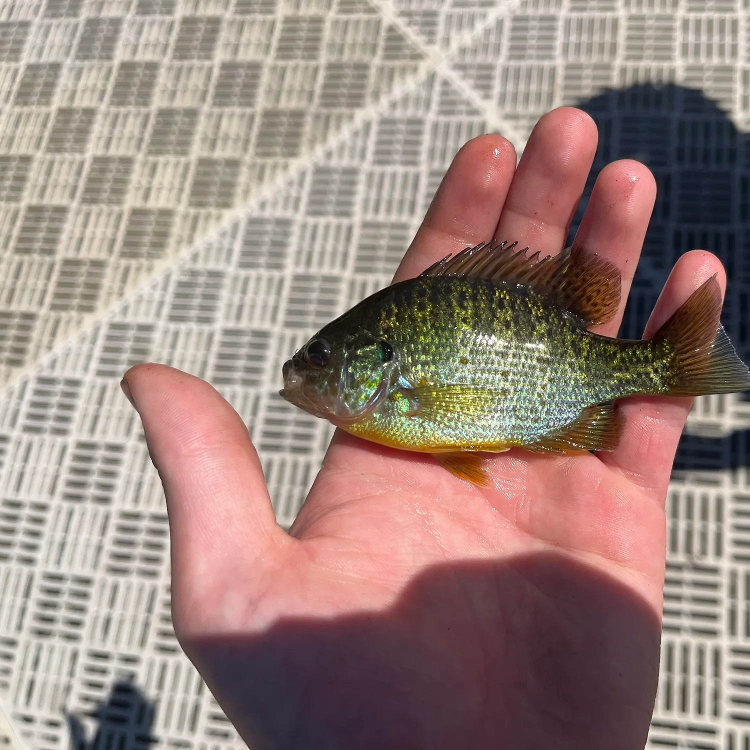 catch
