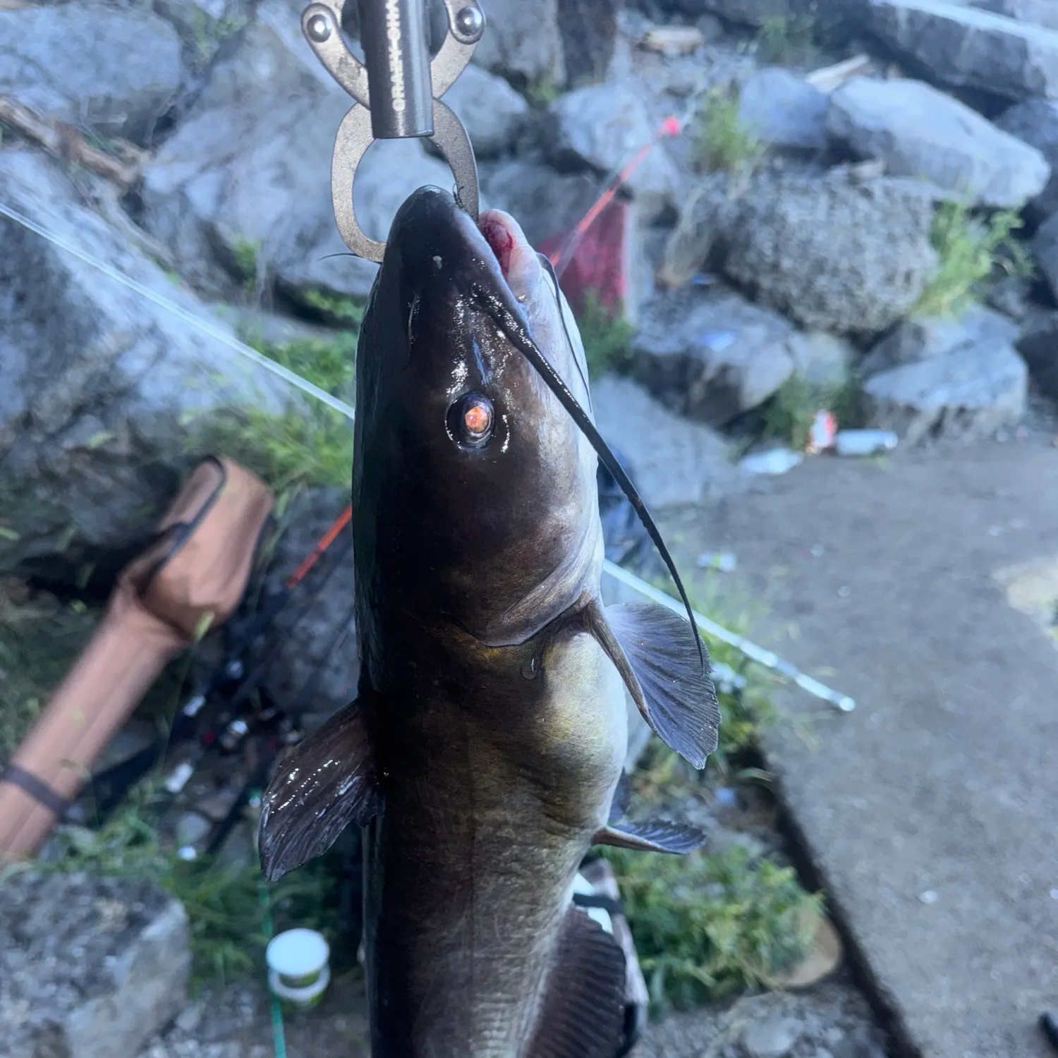 Channel catfish caught on Fishbrain