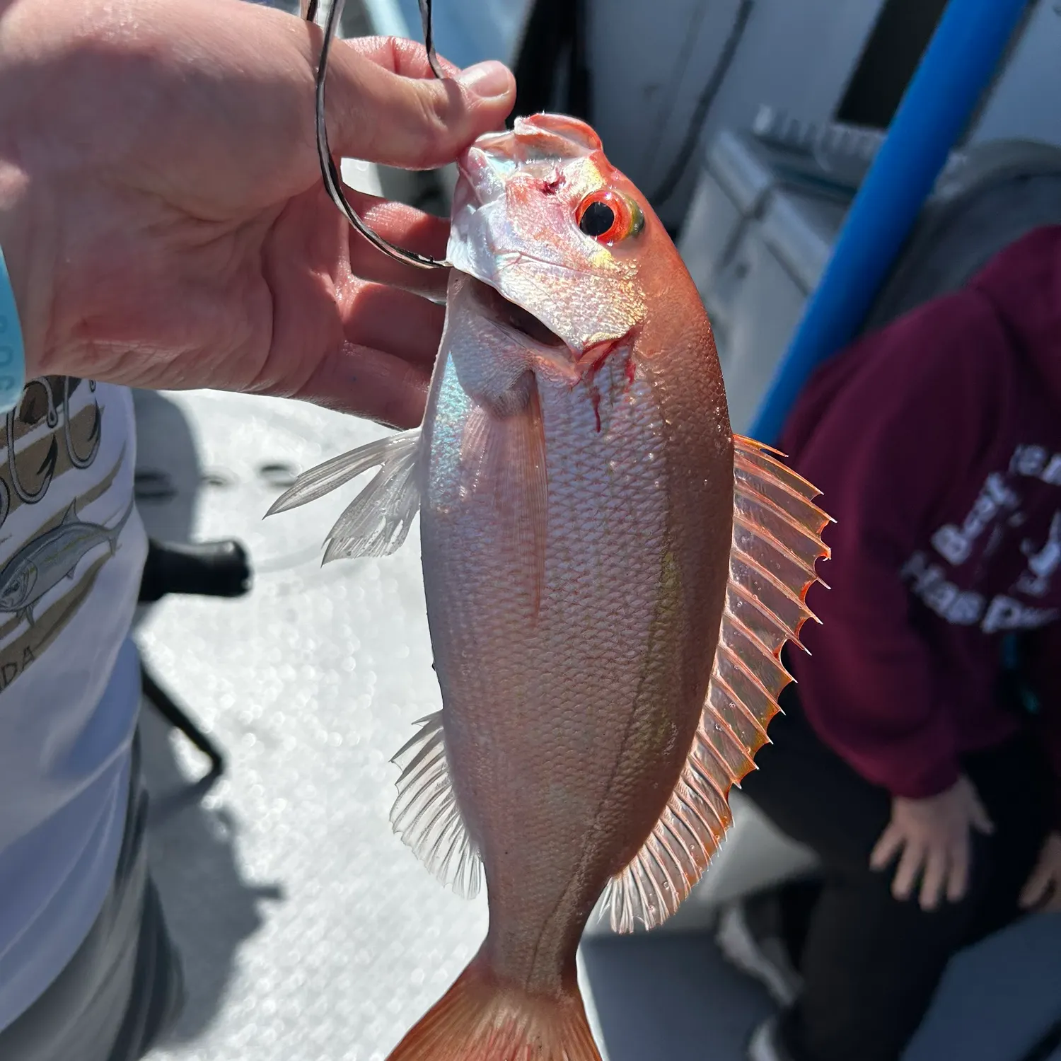 The most recent Northern red snapper catches on Fishbrain
