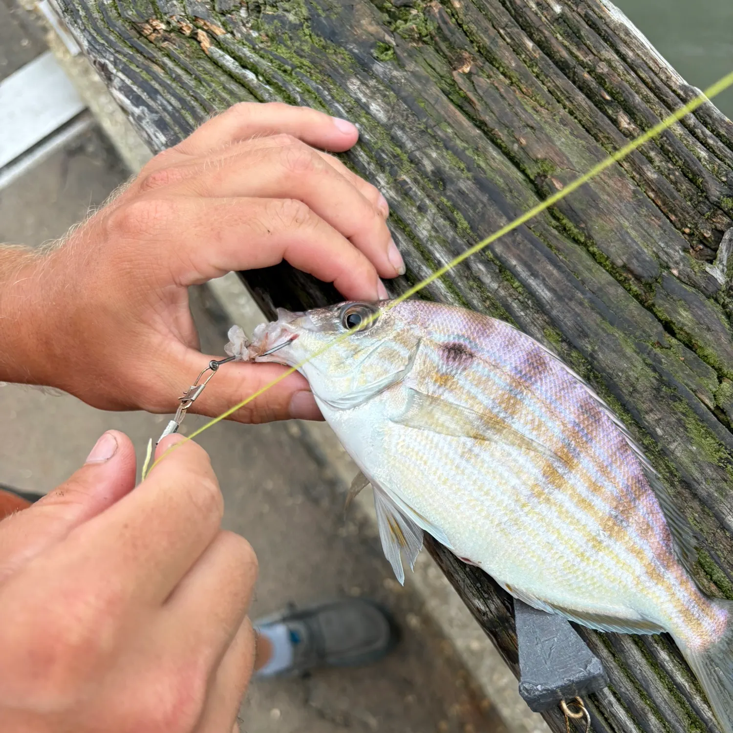 Pinfish caught on Fishbrain