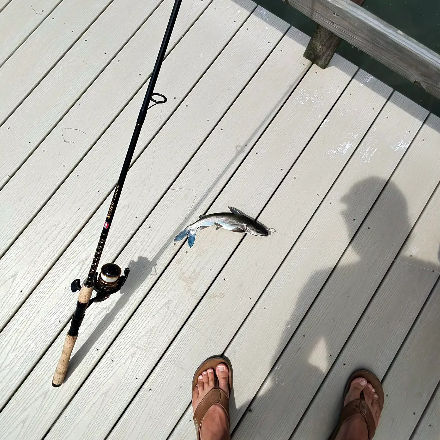 Blue catfish caught on Fishbrain