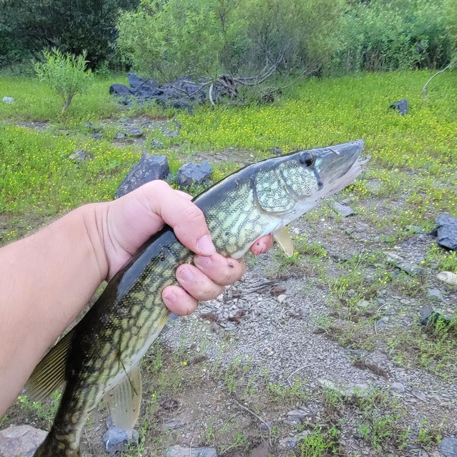 The most recent Chain pickerel catches on Fishbrain