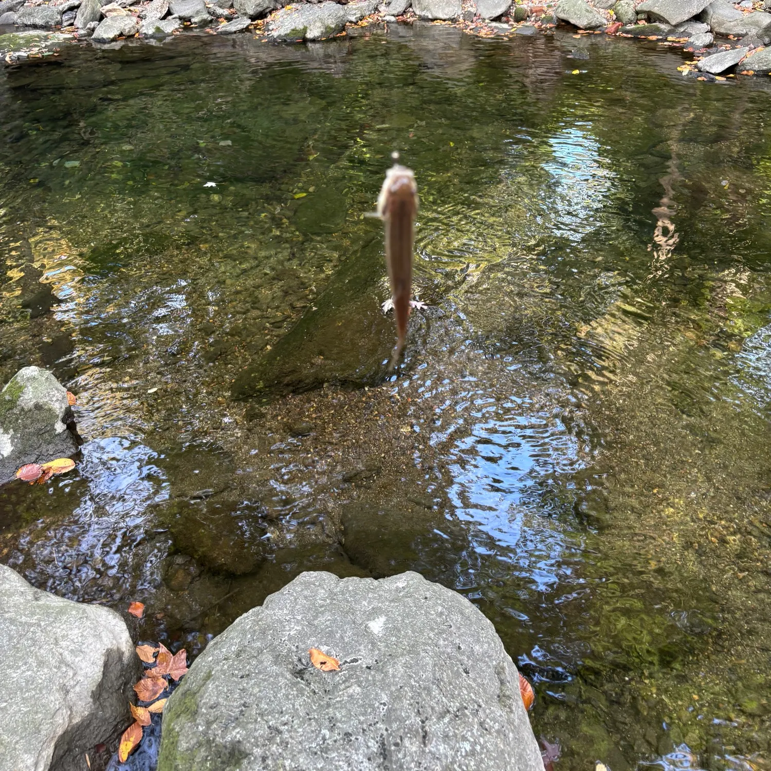 Creek chub caught on Fishbrain