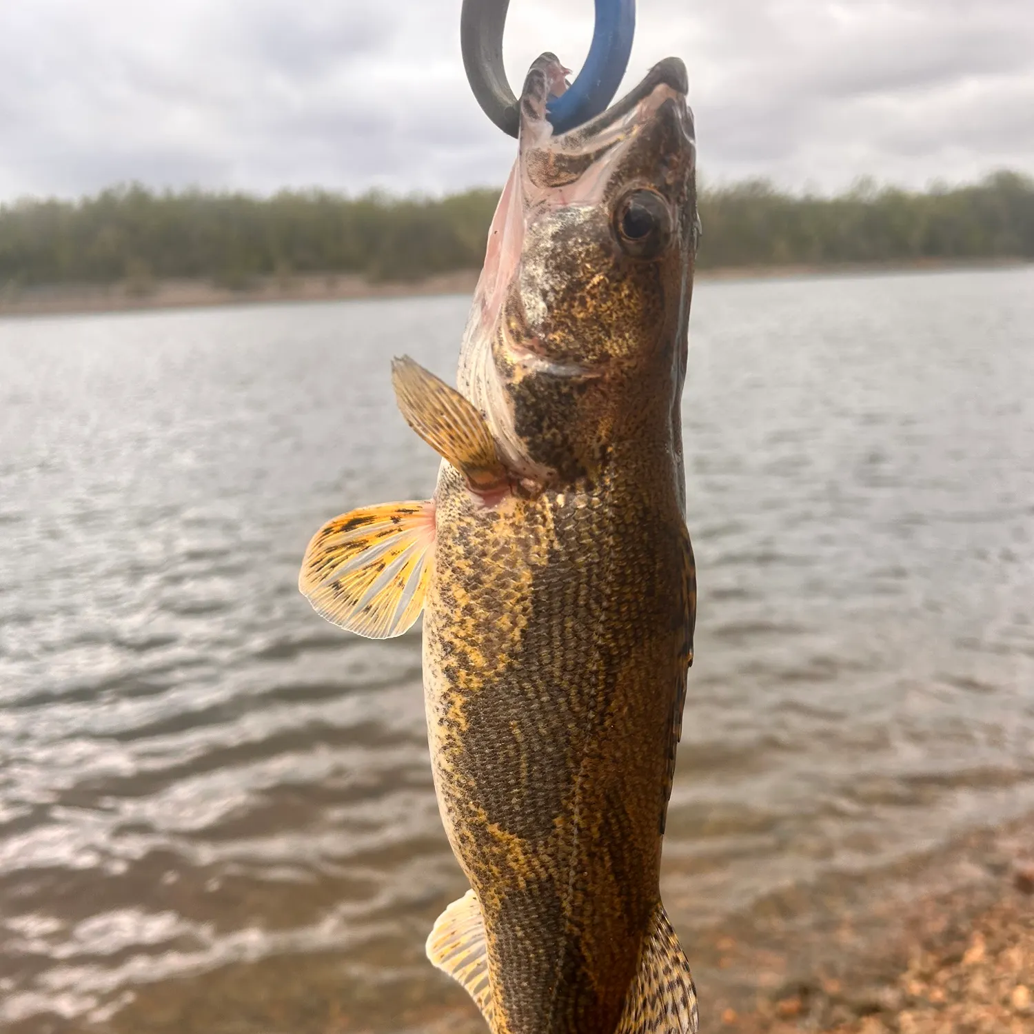 The most recent Sauger catches on Fishbrain