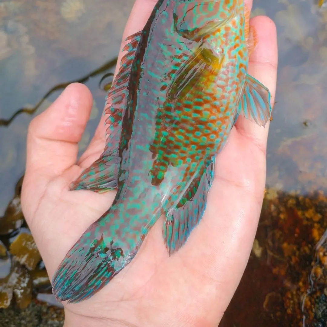 The most recent Corkwing wrasse catches on Fishbrain