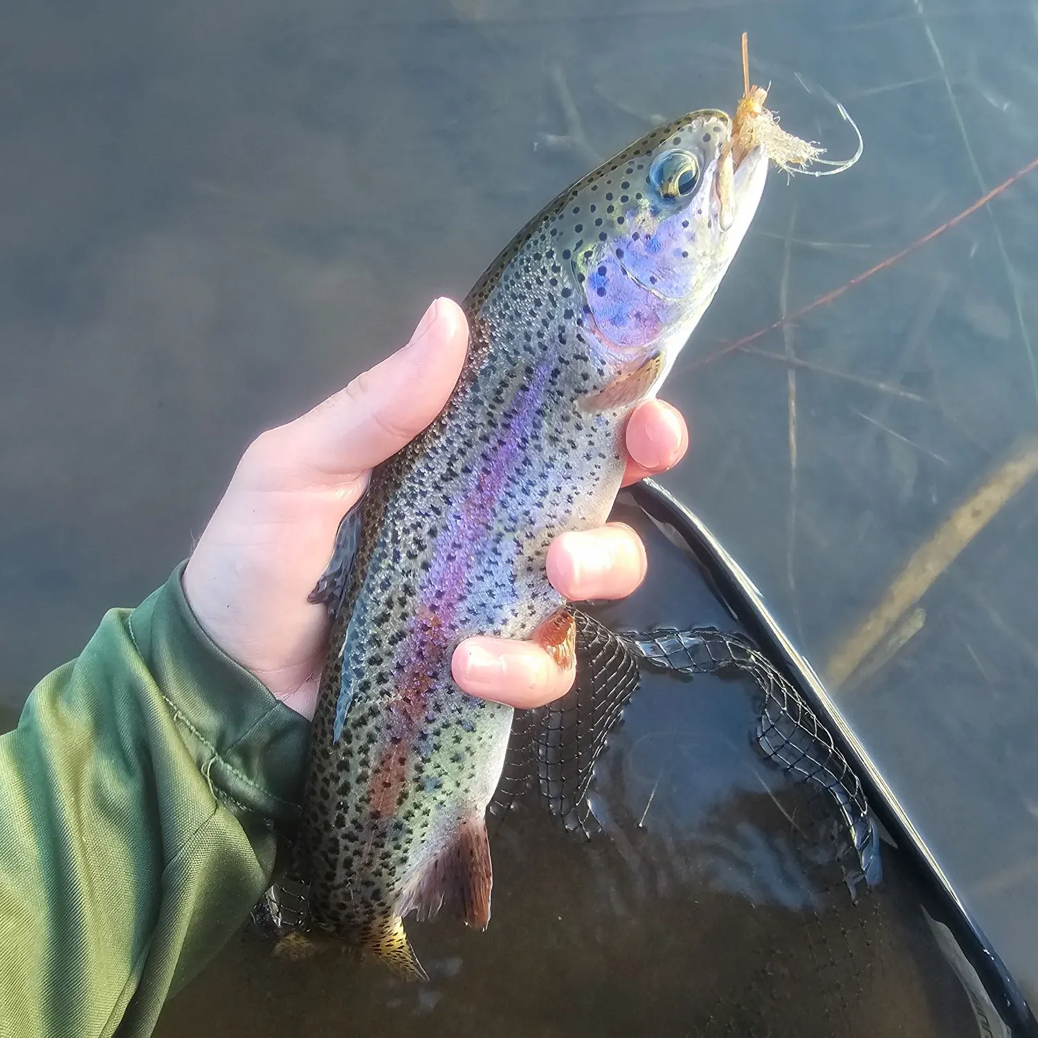 Rainbow trout caught on Fishbrain