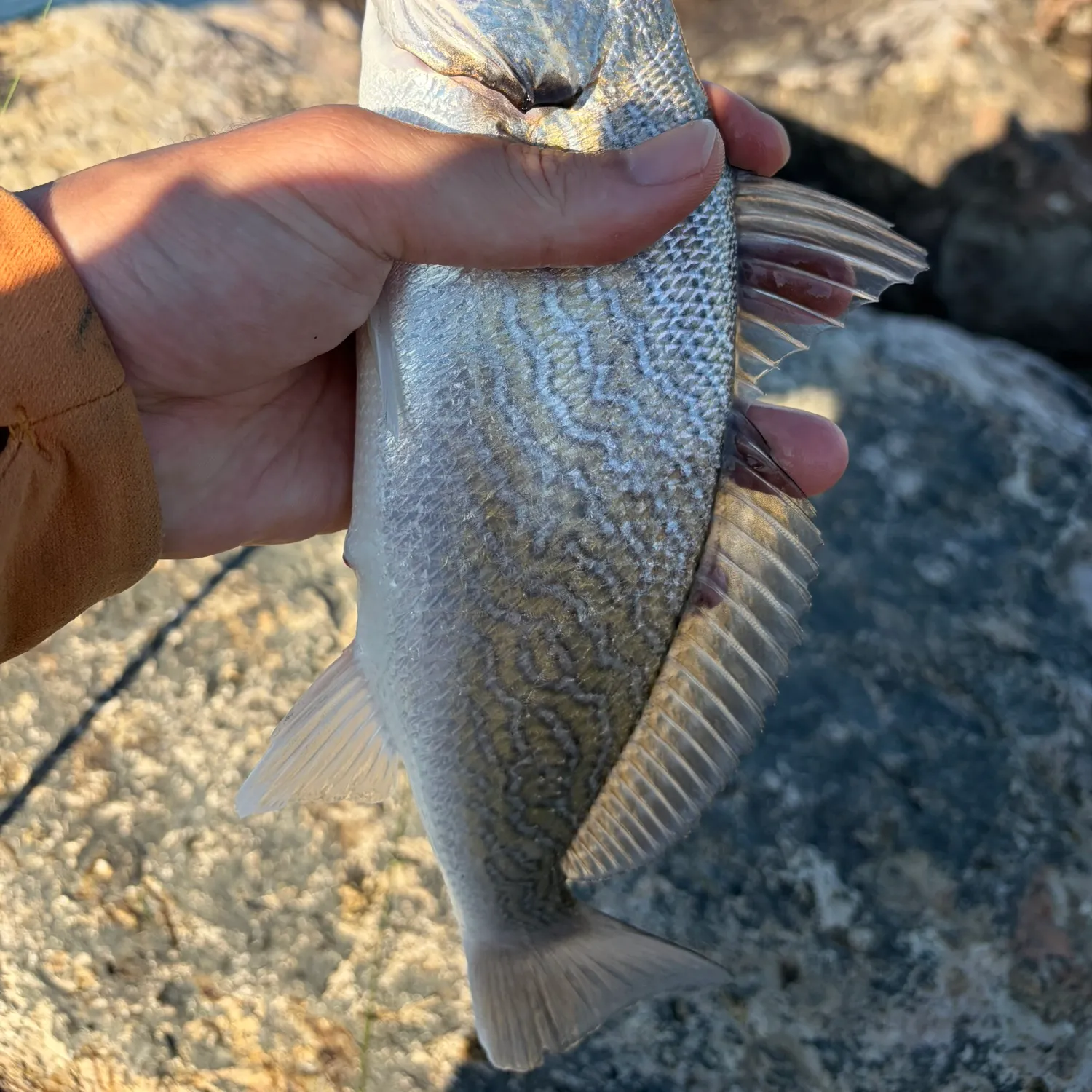 The most recent Shi drum catches on Fishbrain