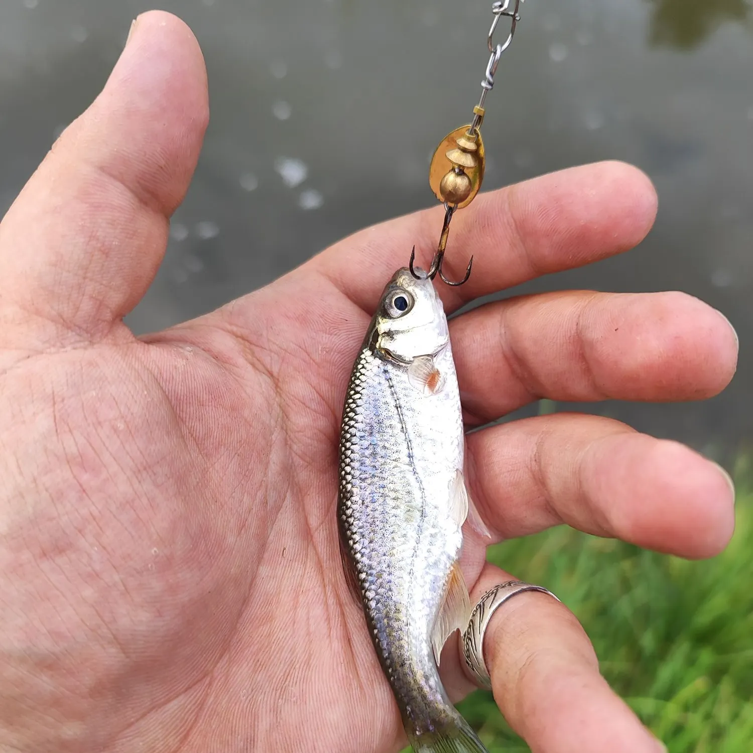 The most recent Vairone catches on Fishbrain