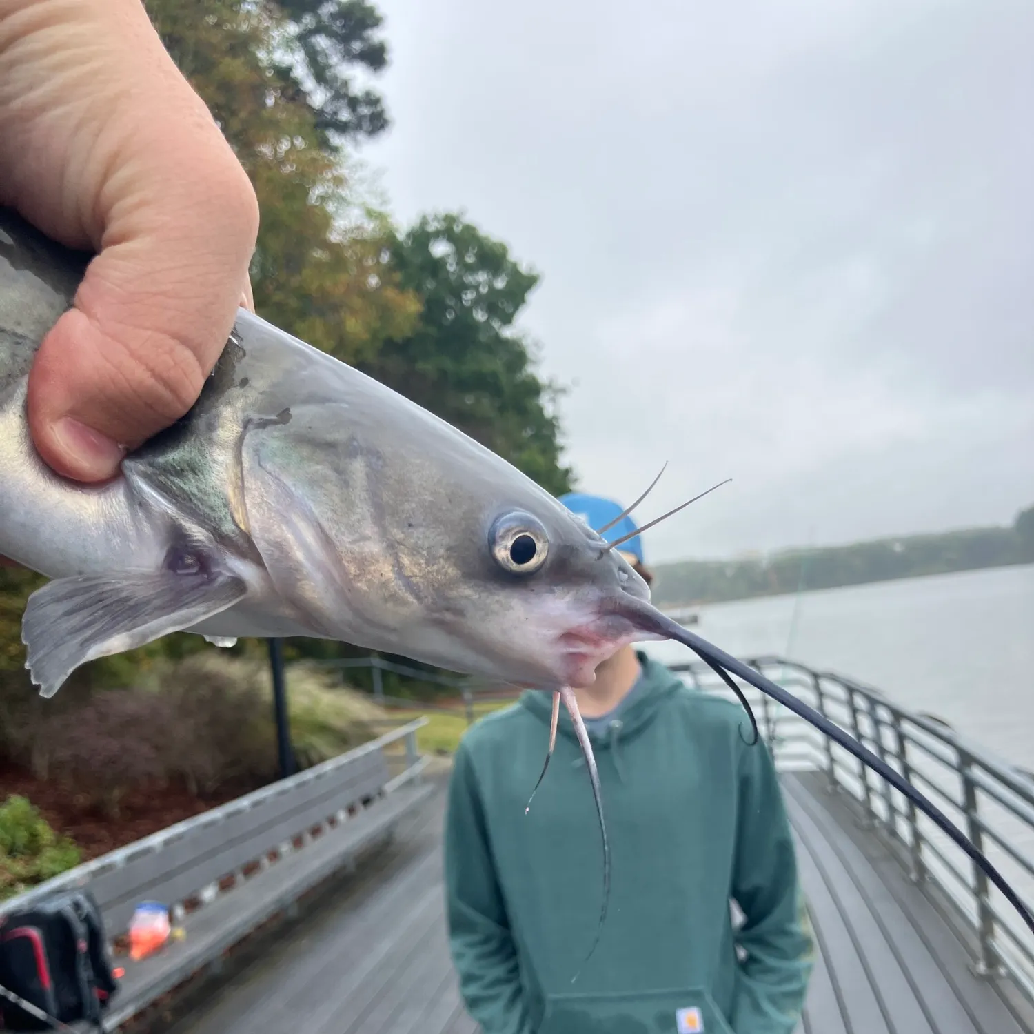 Channel catfish caught on Fishbrain