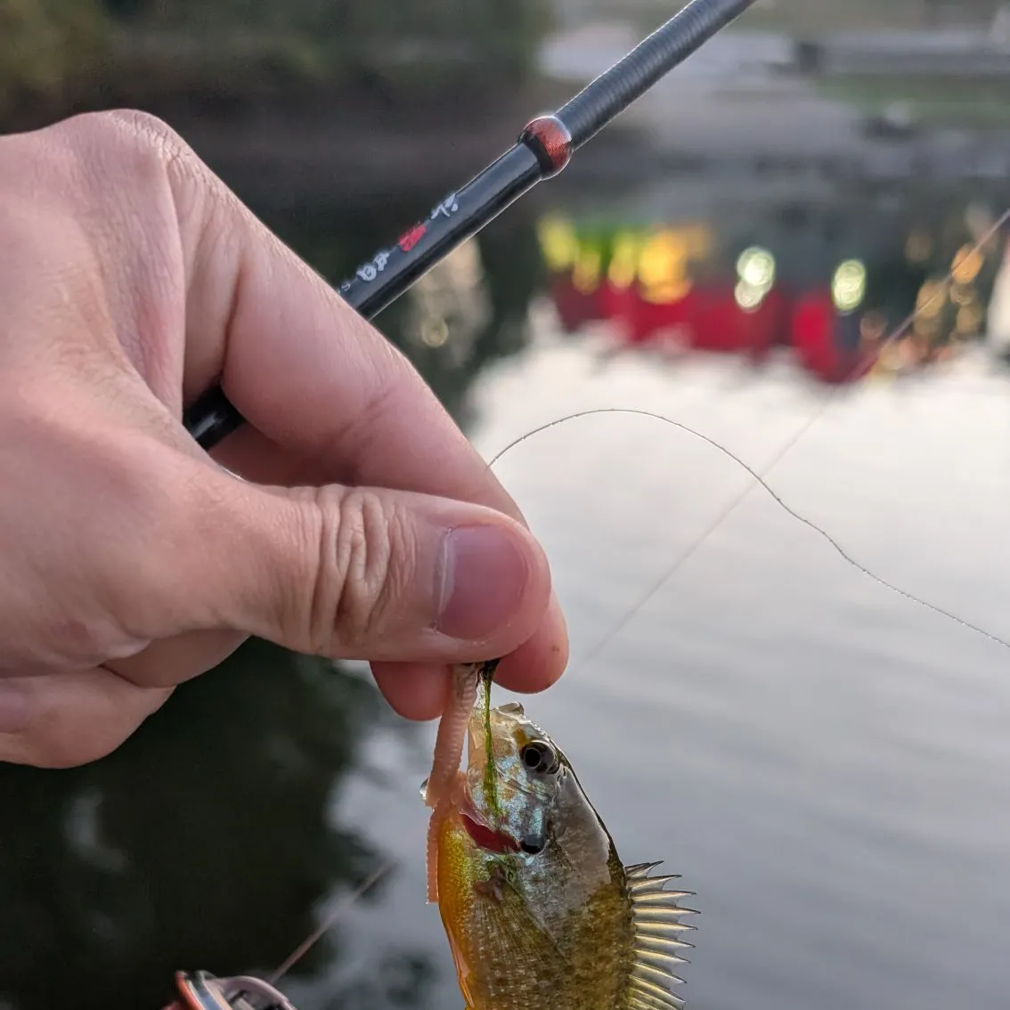 Pumpkinseed caught on Fishbrain