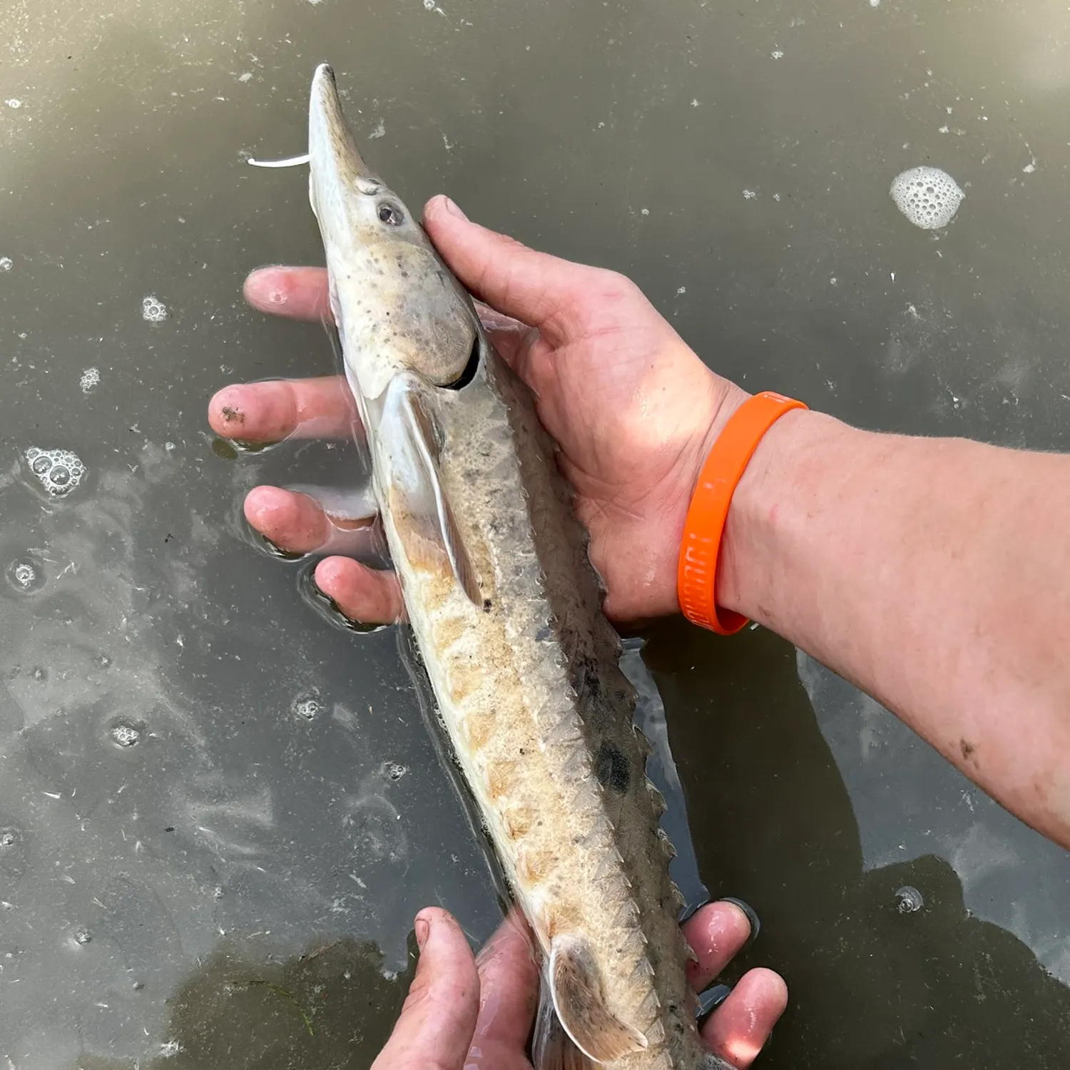 The most recent Lake sturgeon catches on Fishbrain