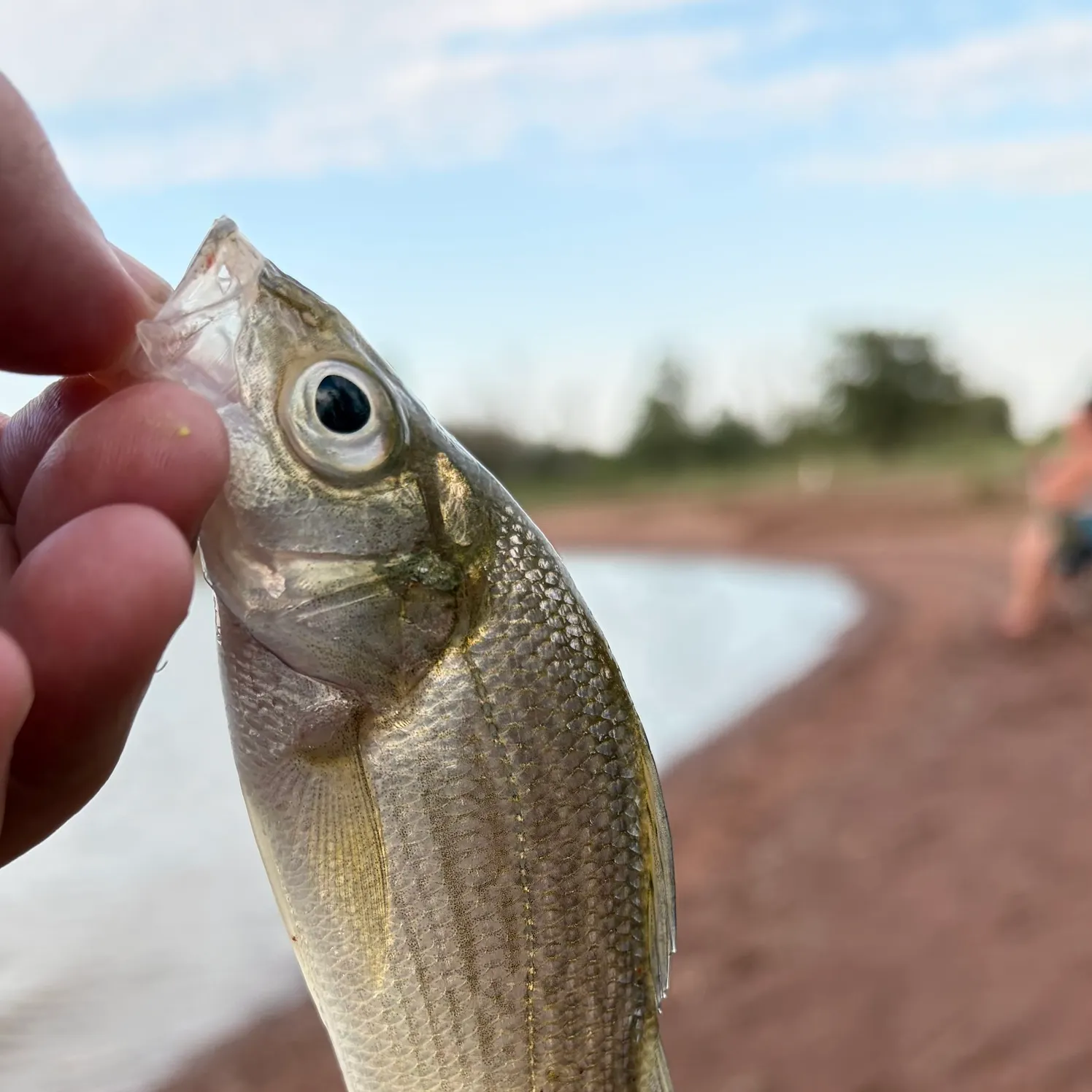 White perch caught on Fishbrain