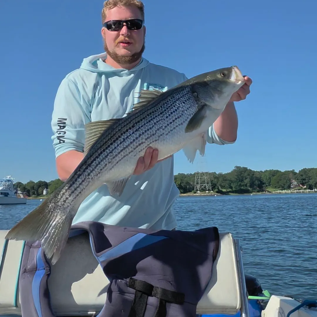 Striped bass caught on Fishbrain