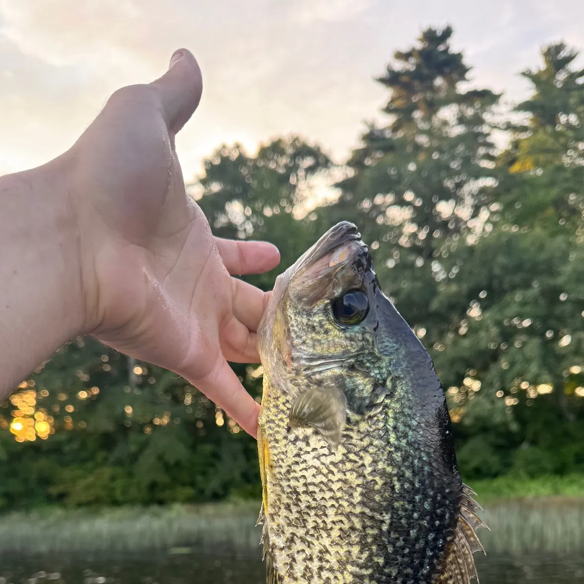 Black crappie caught on Fishbrain