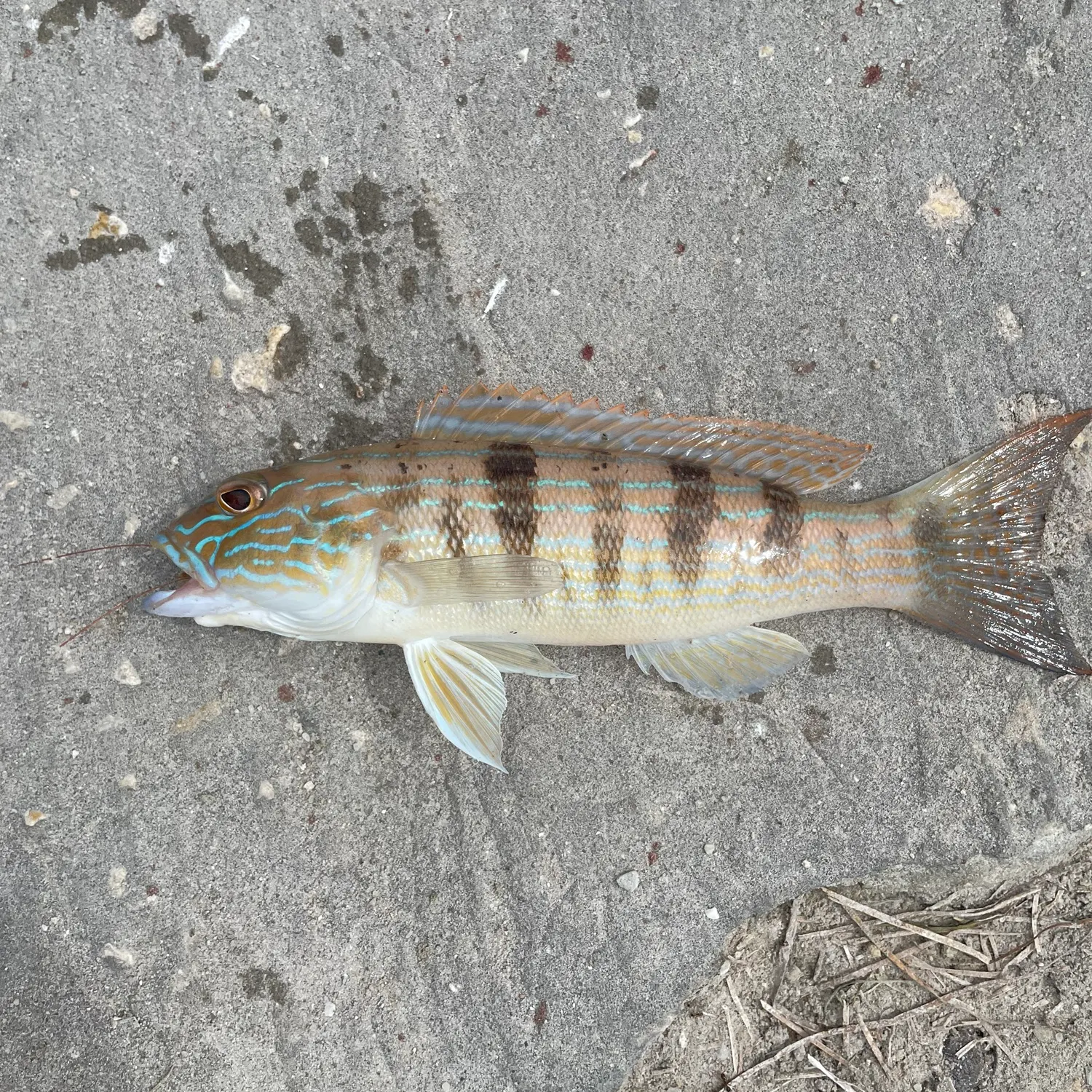 The most recent Sand perch catches on Fishbrain