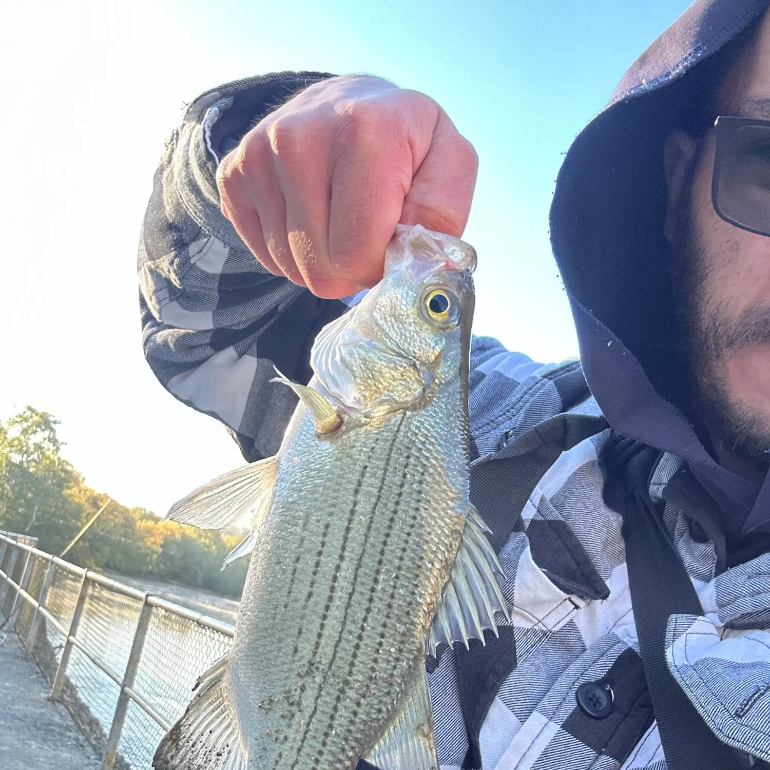 White bass caught on Fishbrain