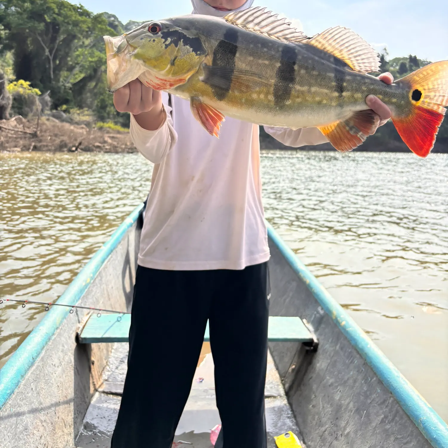 The most recent Speckled peacock bass catches on Fishbrain