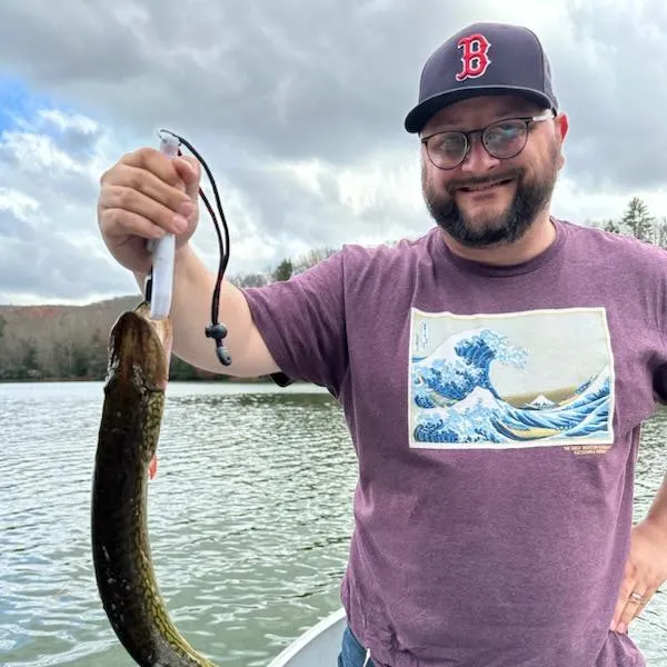 The most recent Grass pickerel catches on Fishbrain