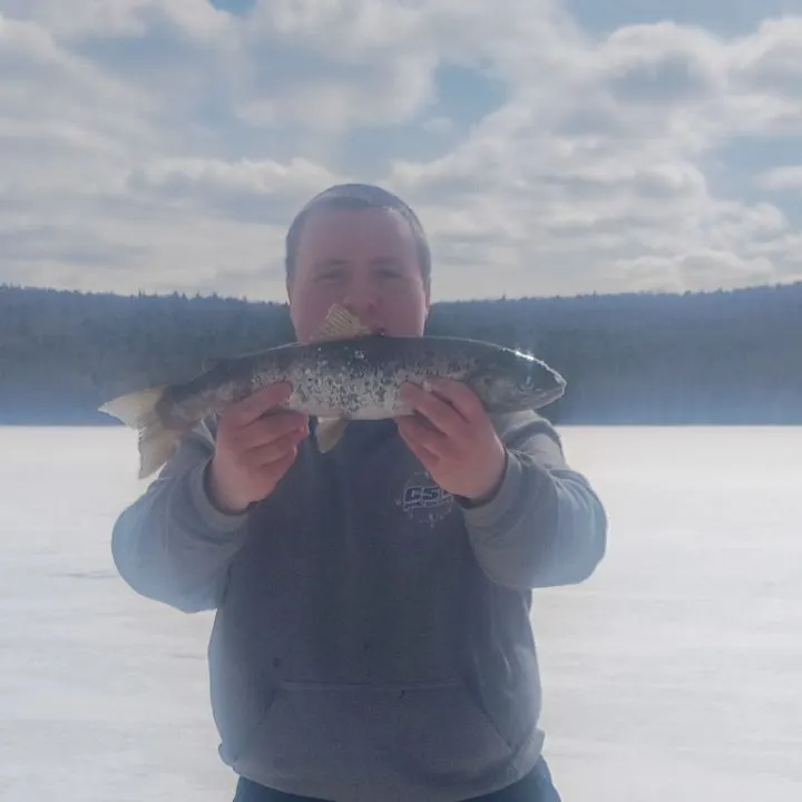 The most recent Landlocked atlantic salmon catches on Fishbrain