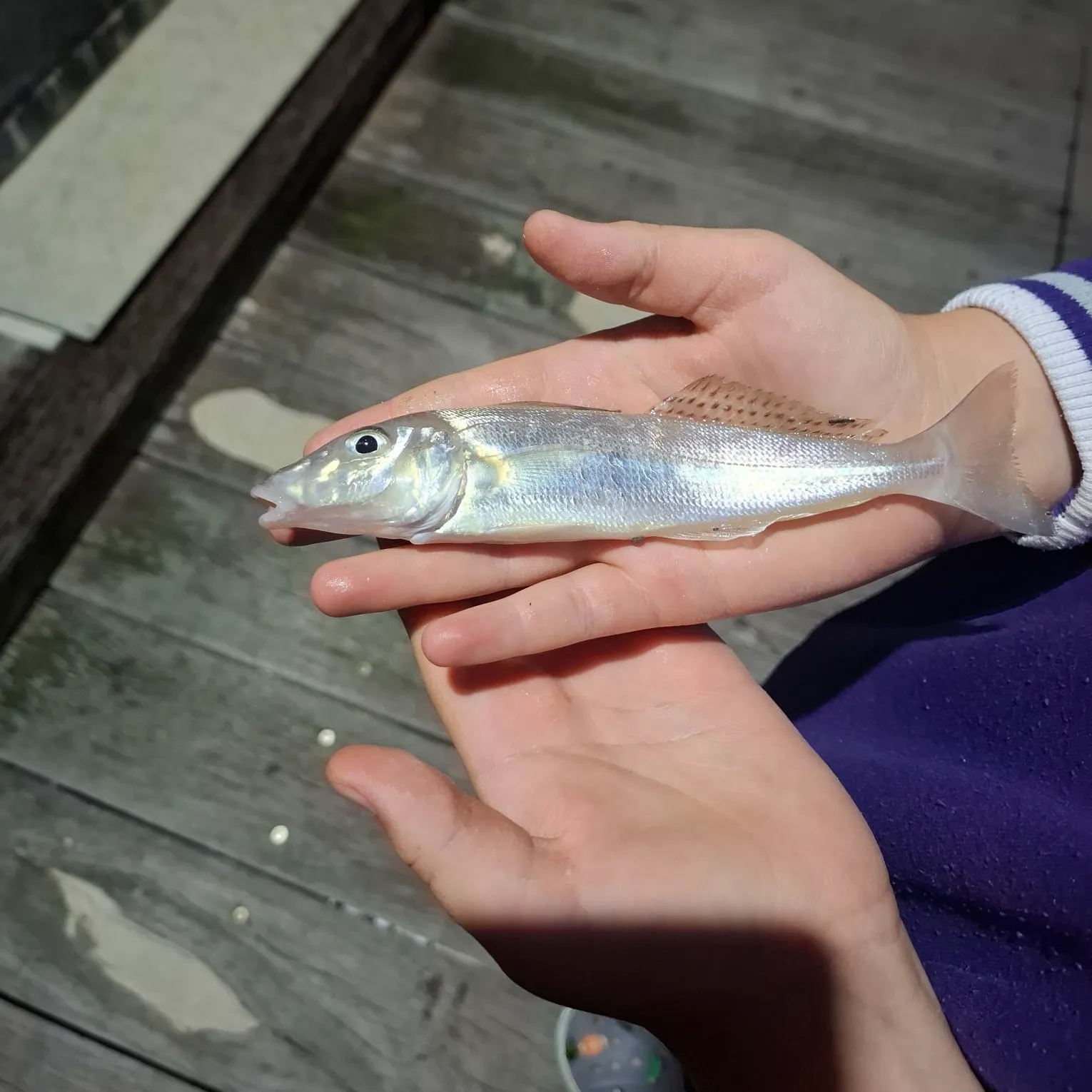 The most recent Western school sillago catches on Fishbrain