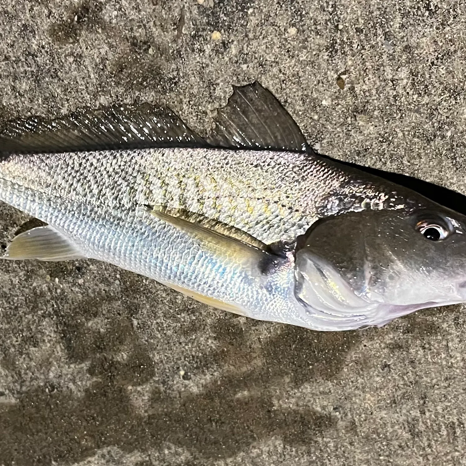 The most recent Atlantic croaker catches on Fishbrain
