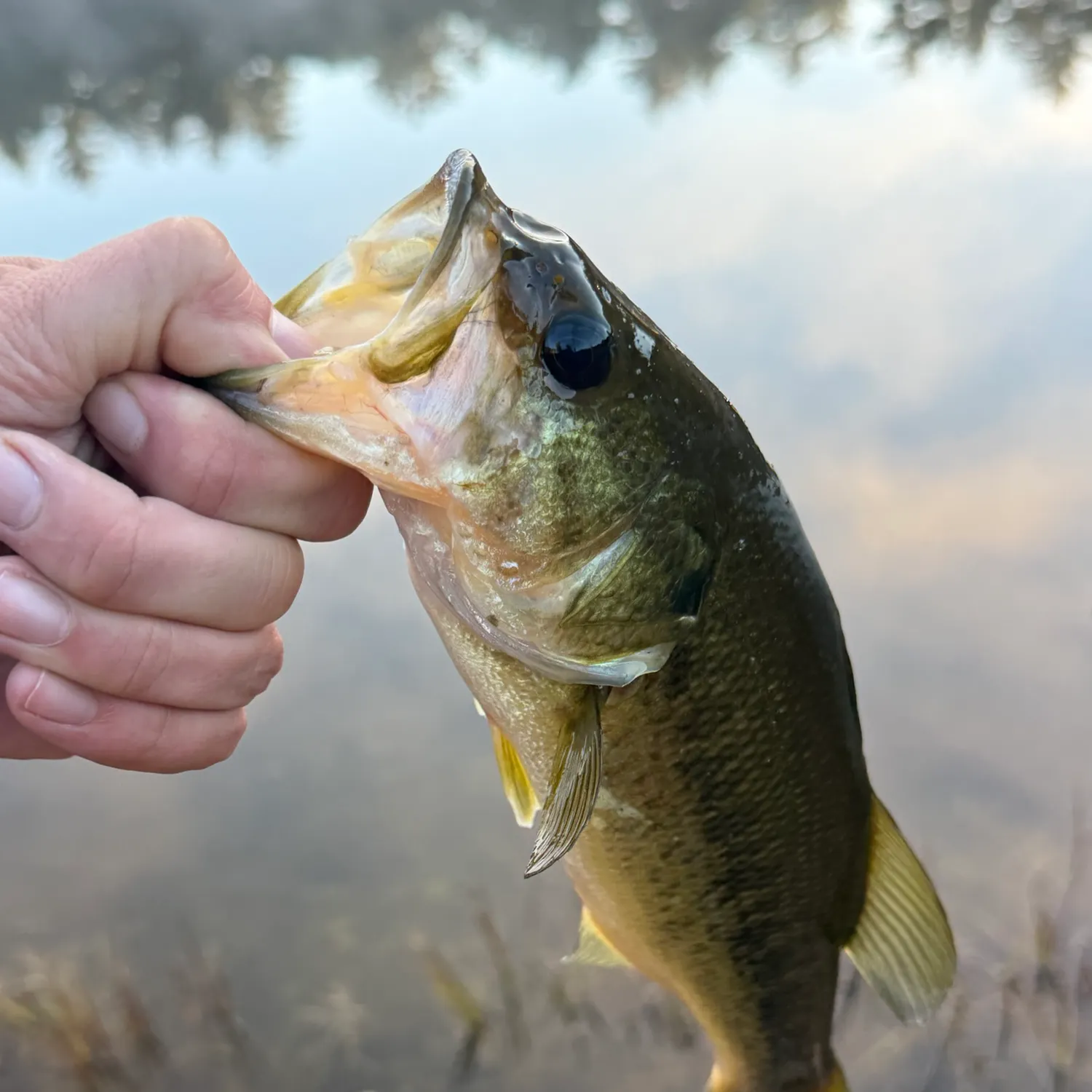Largemouth bass caught on Fishbrain