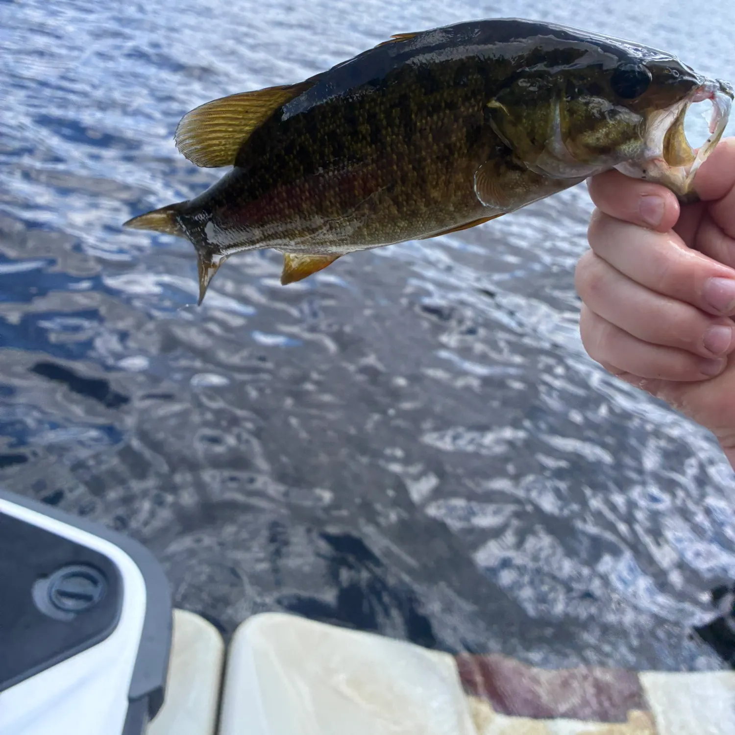Smallmouth bass caught on Fishbrain
