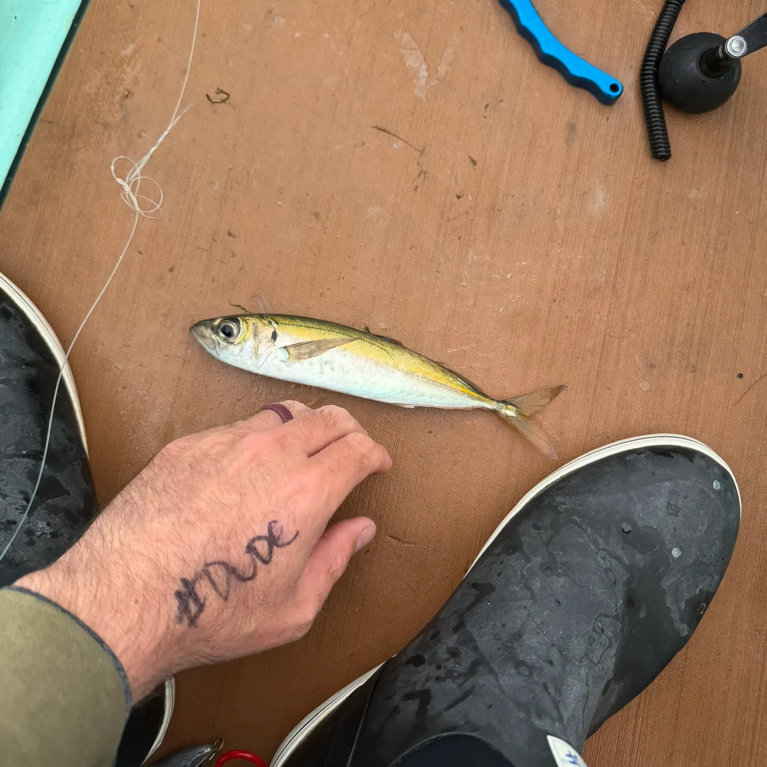 The most recent Pacific jack mackerel catches on Fishbrain