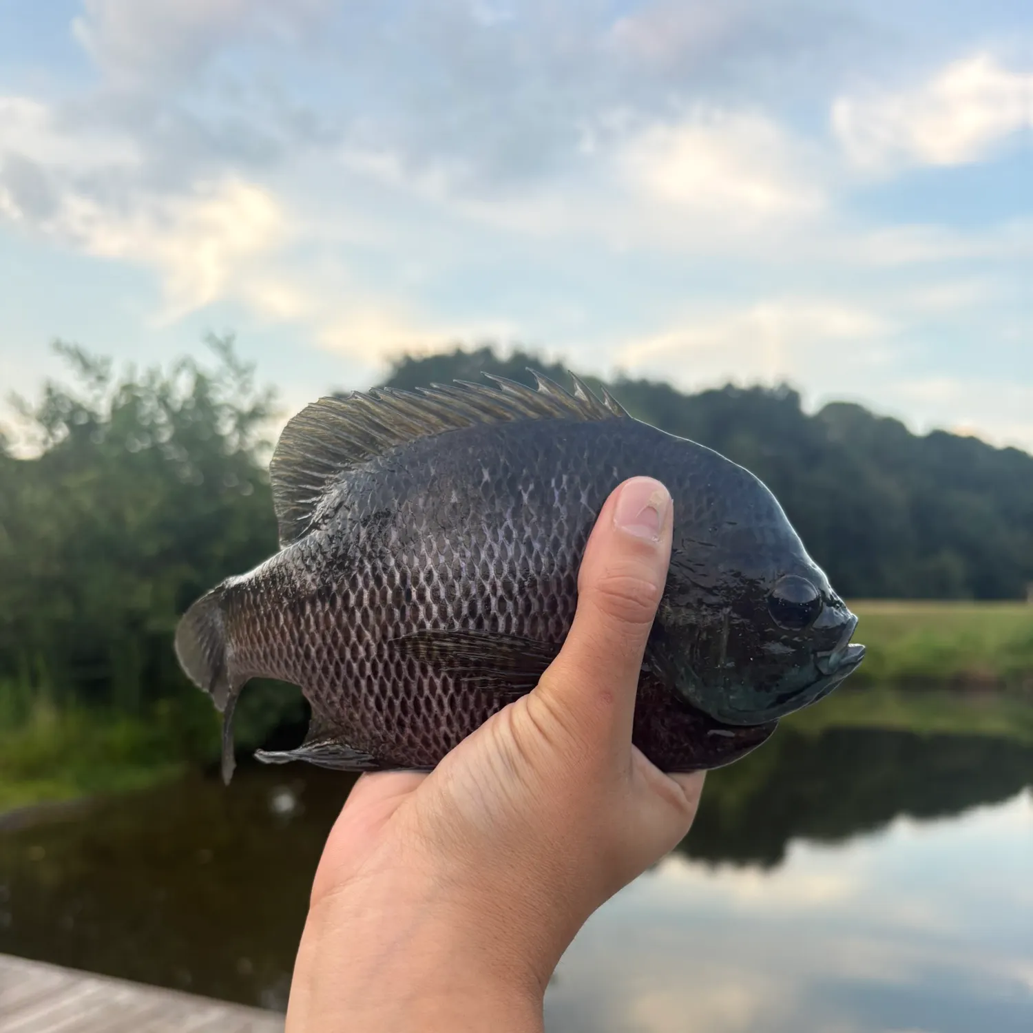 Bluegill caught on Fishbrain