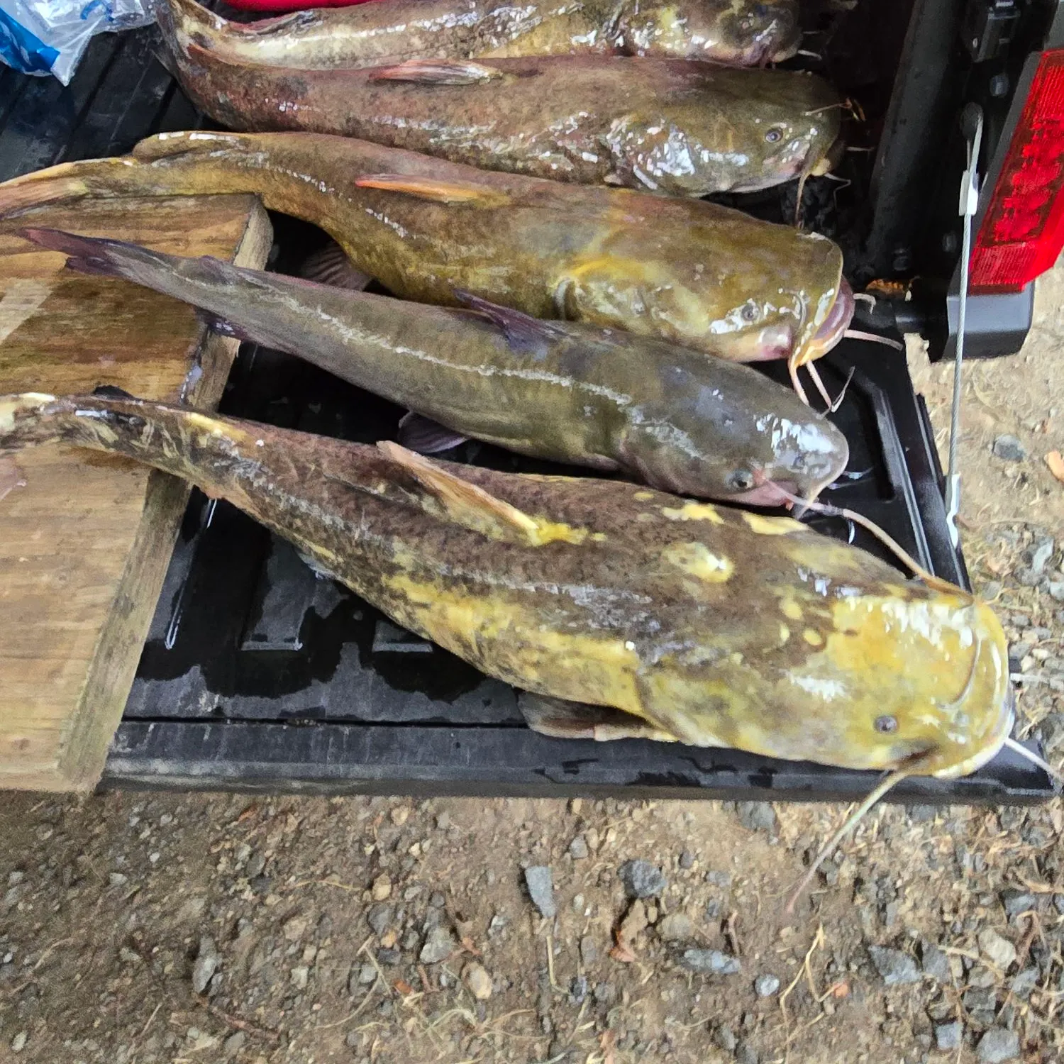 Flathead catfish caught on Fishbrain
