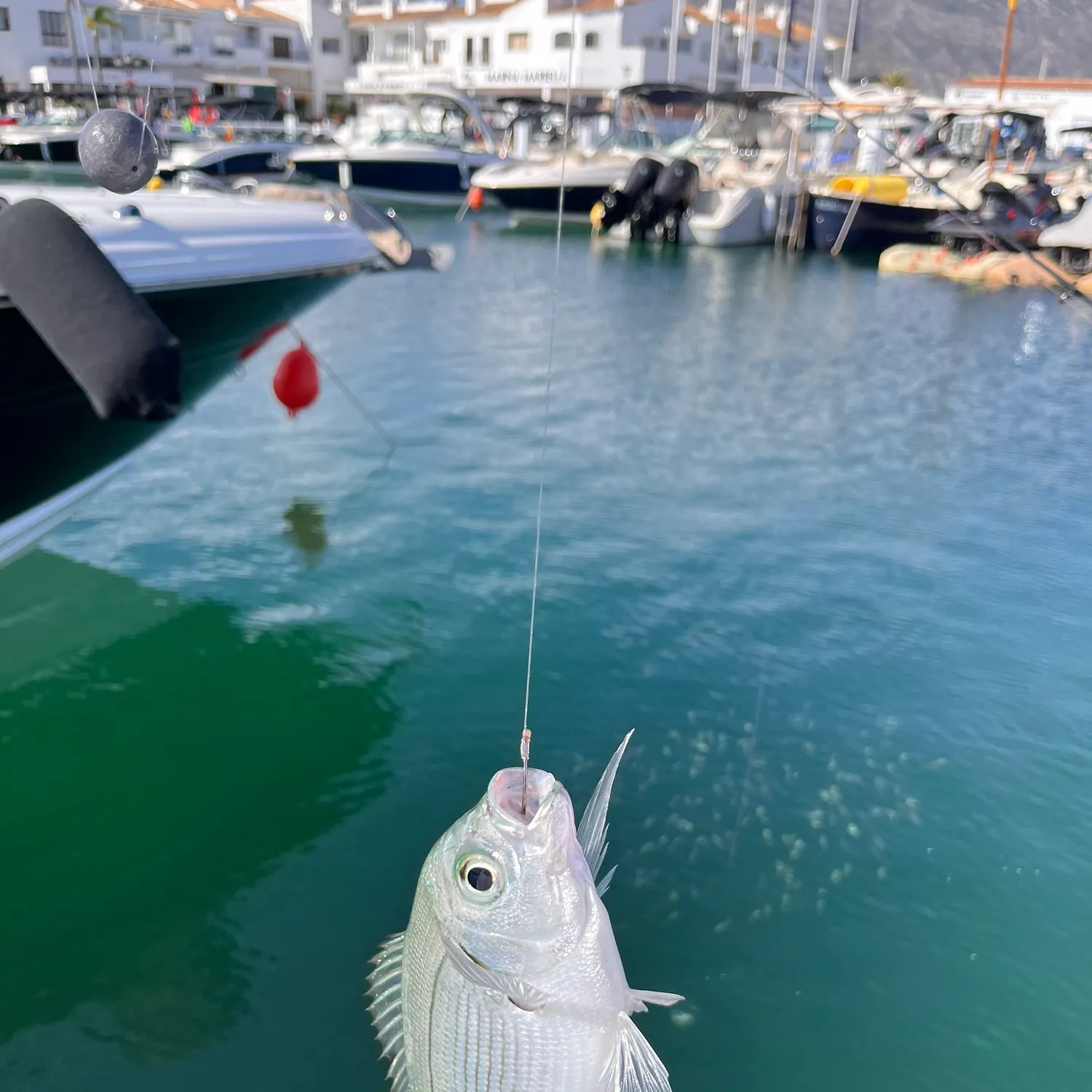 The most recent Saddled seabream catches on Fishbrain