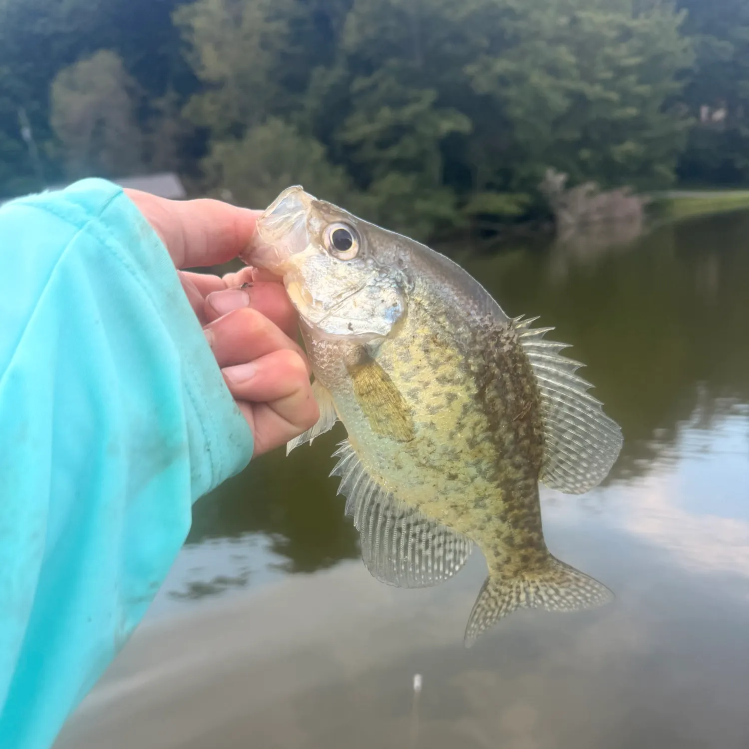Black crappie caught on Fishbrain