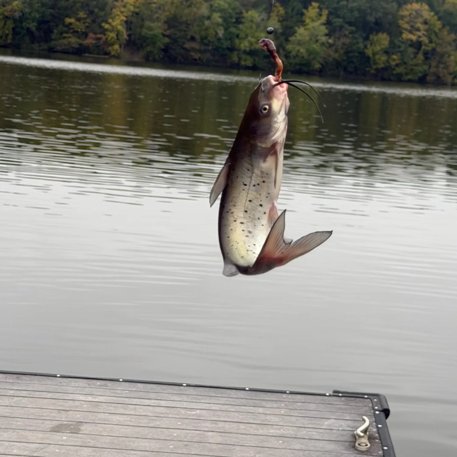 Channel catfish caught on Fishbrain