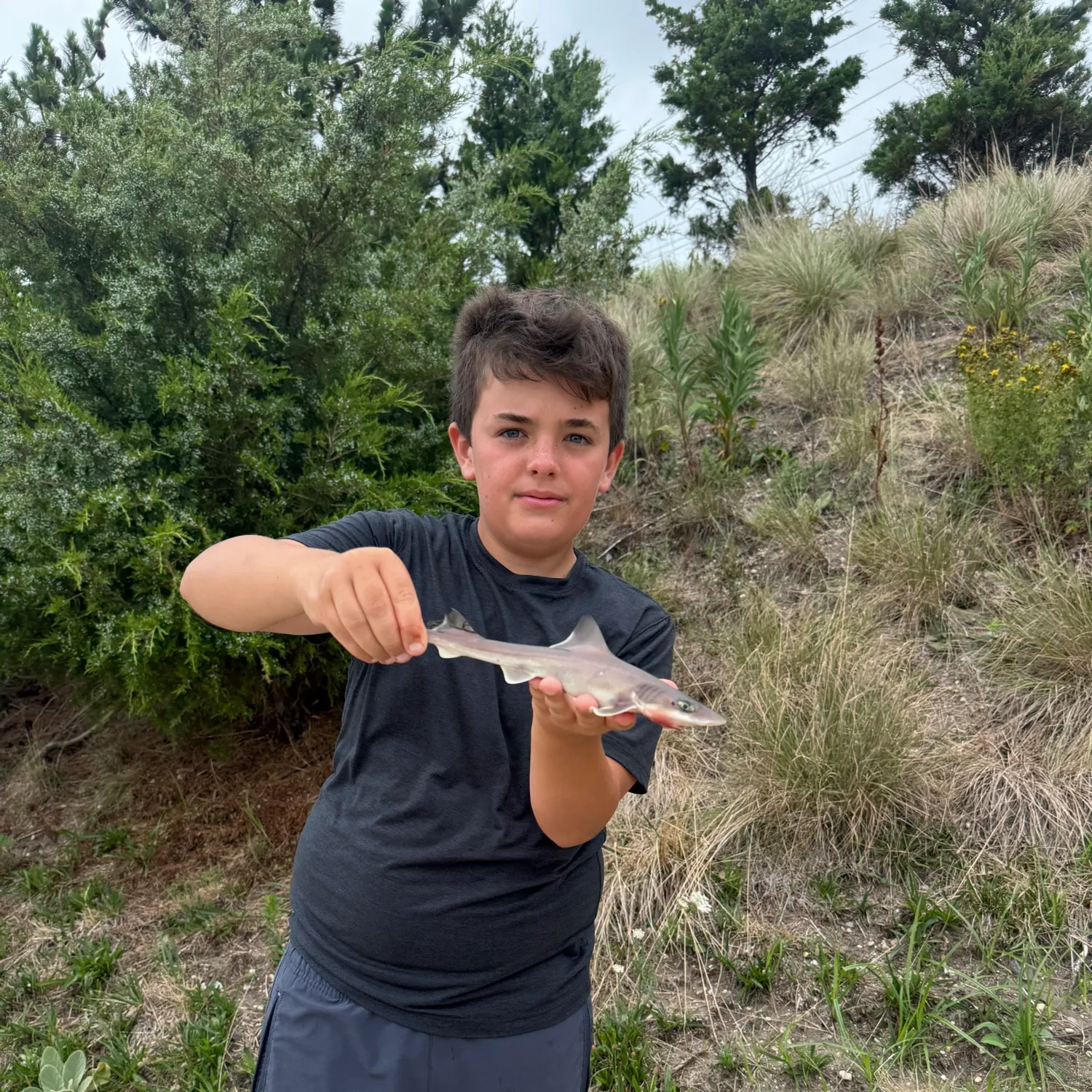 The most recent Dusky smooth-hound catches on Fishbrain