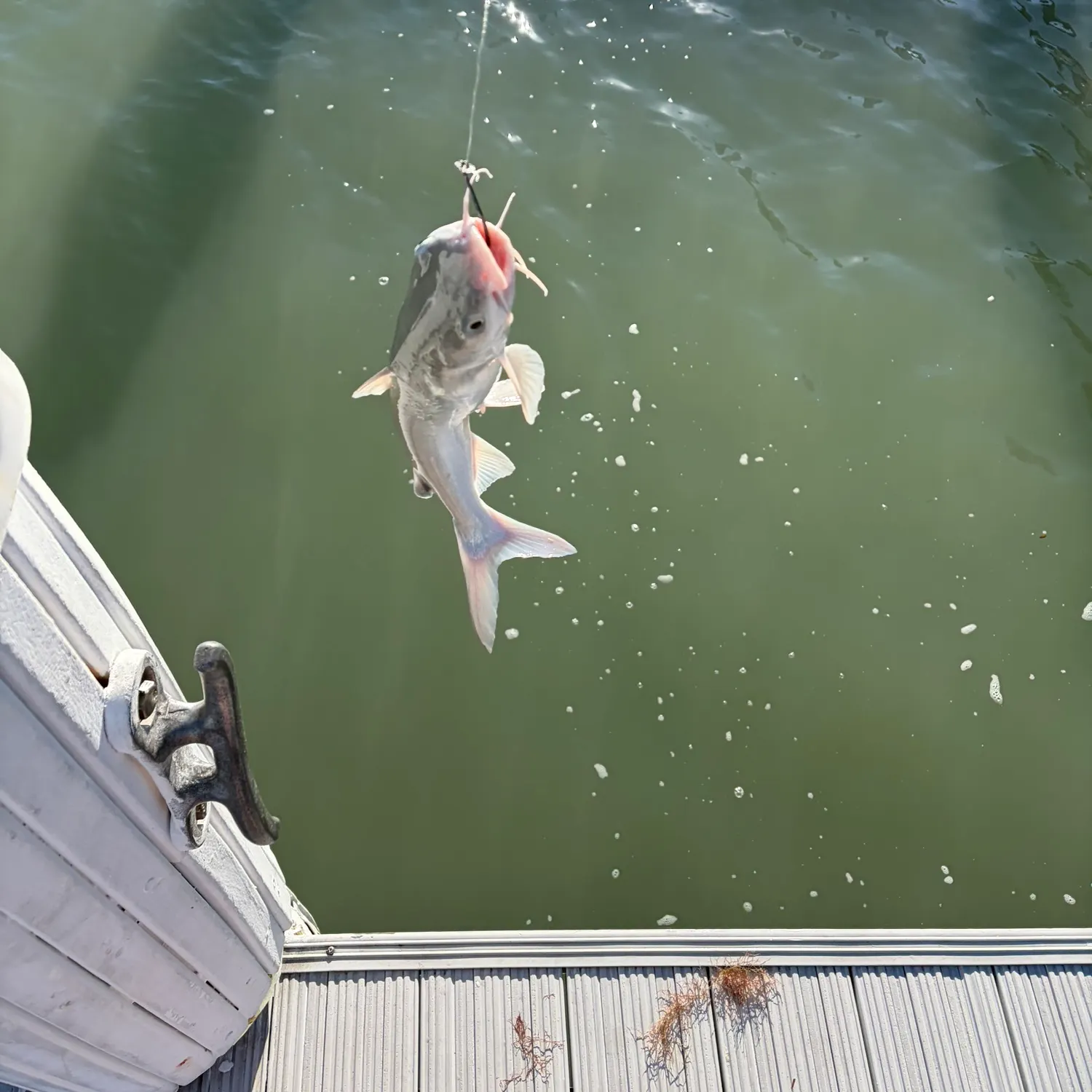 The most recent Hardhead sea catfish catches on Fishbrain