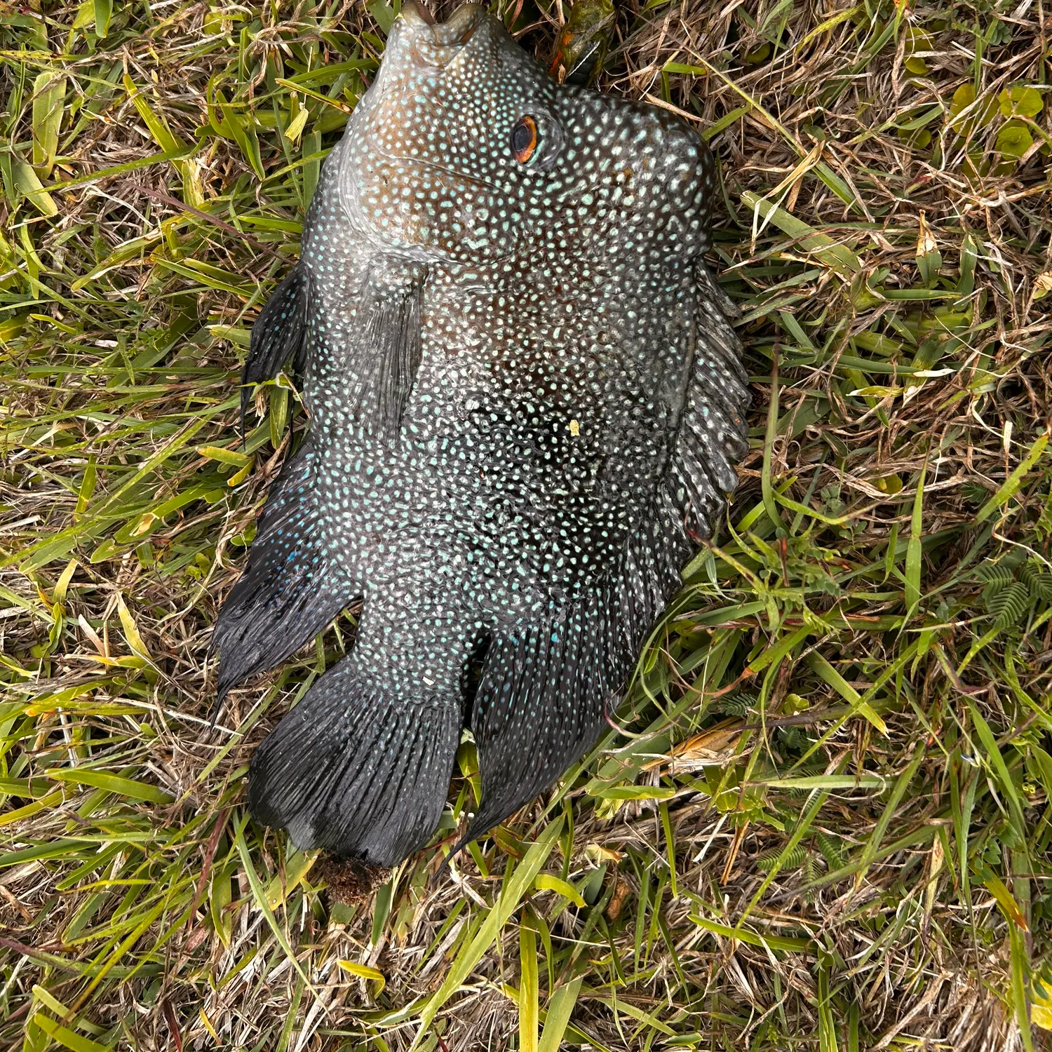 The most recent Rio Grande cichlid catches on Fishbrain