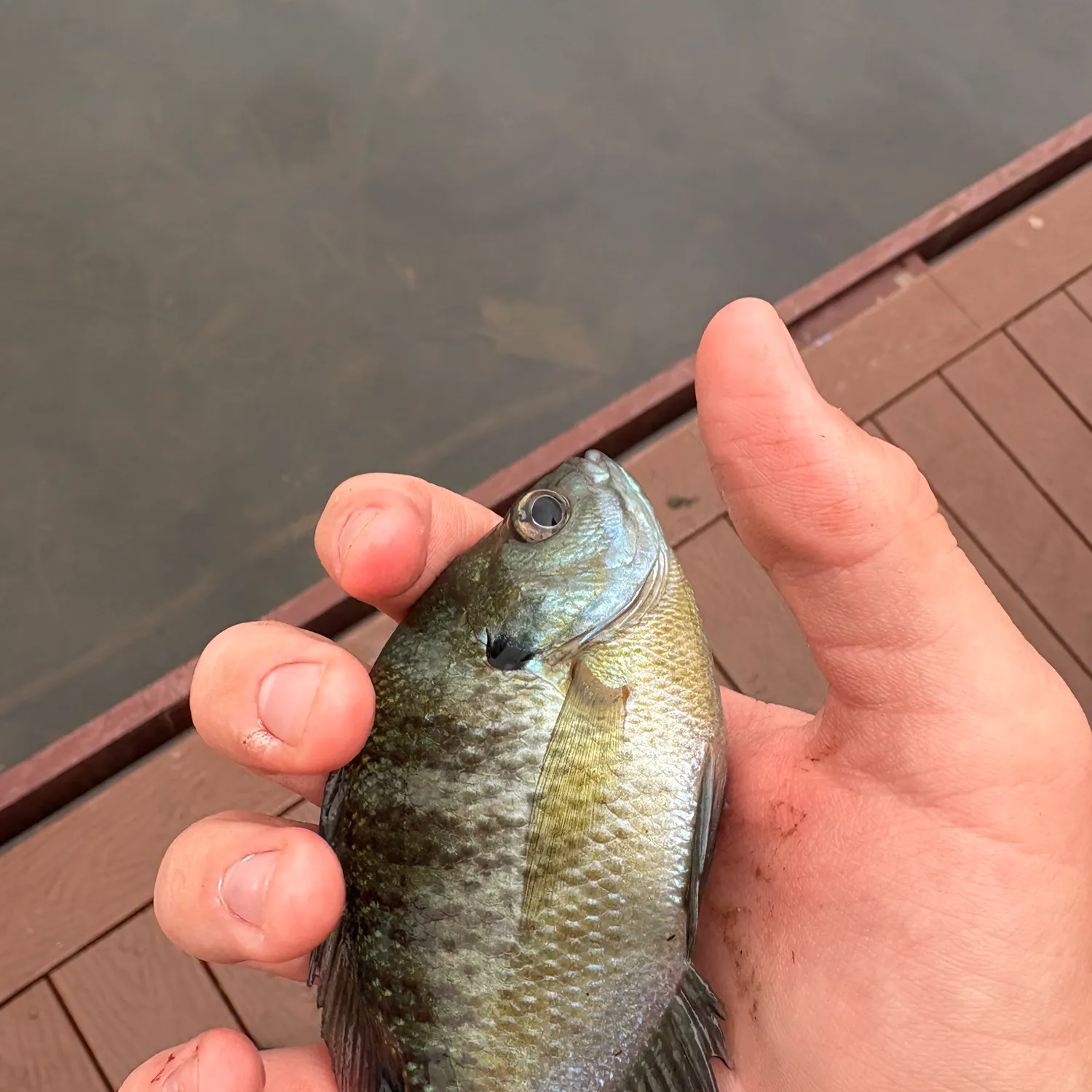 Bluegill caught on Fishbrain