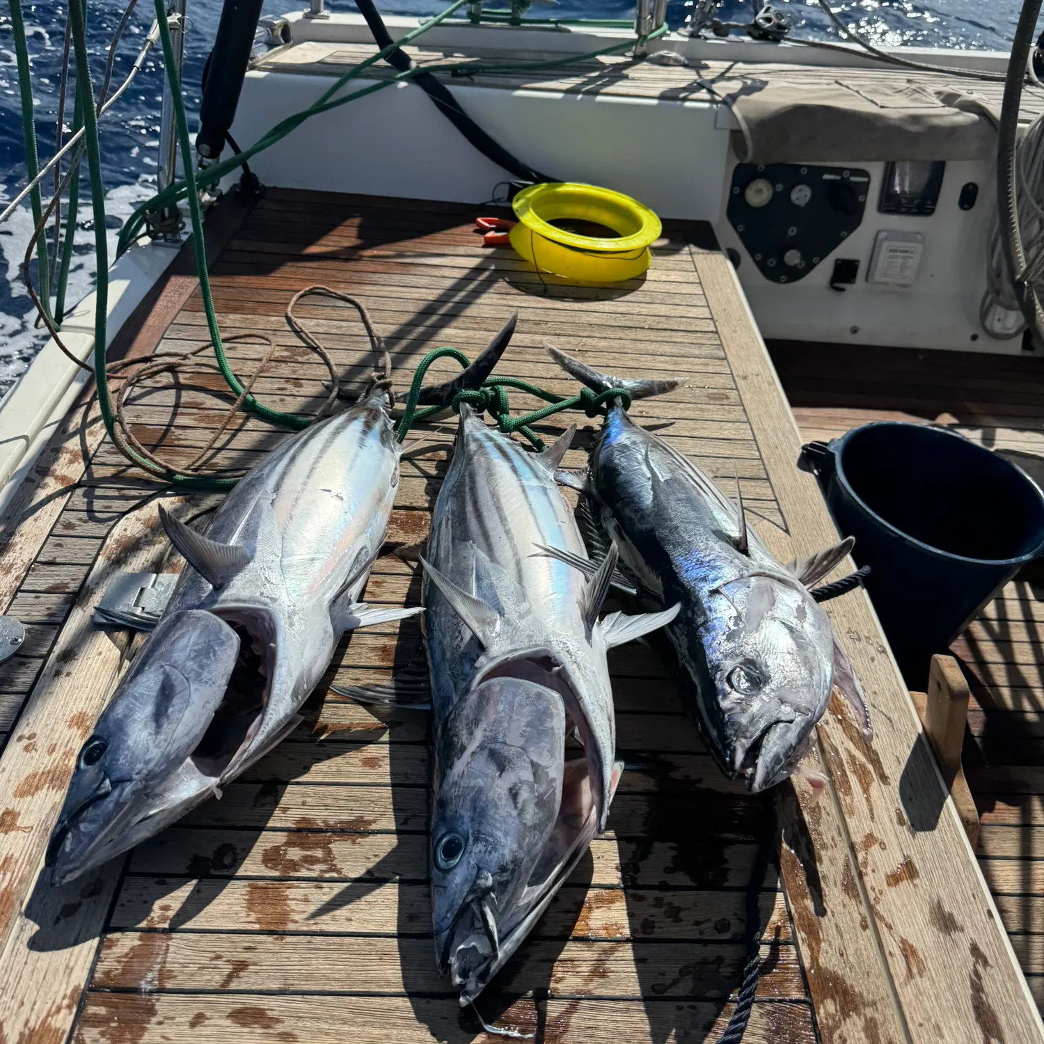 The most recent Atlantic bonito catches on Fishbrain