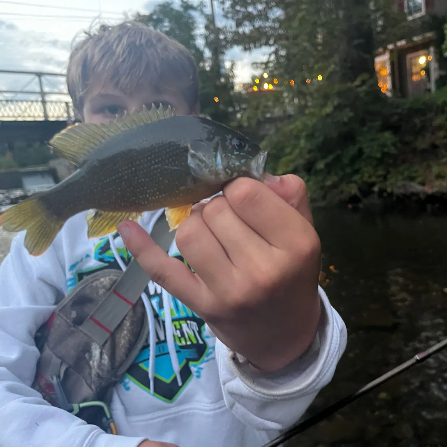 Green sunfish caught on Fishbrain