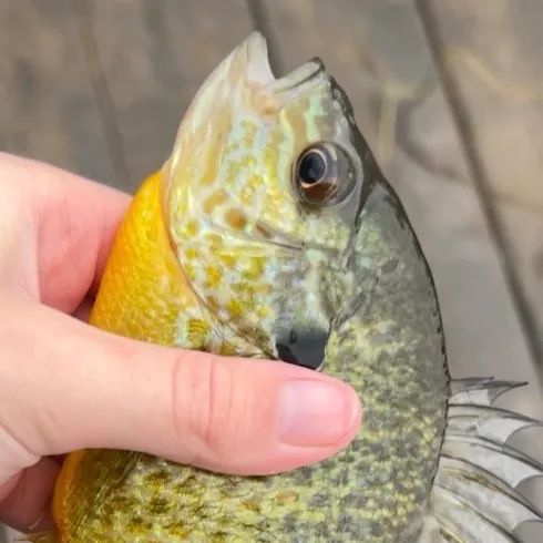 Pumpkinseed caught on Fishbrain