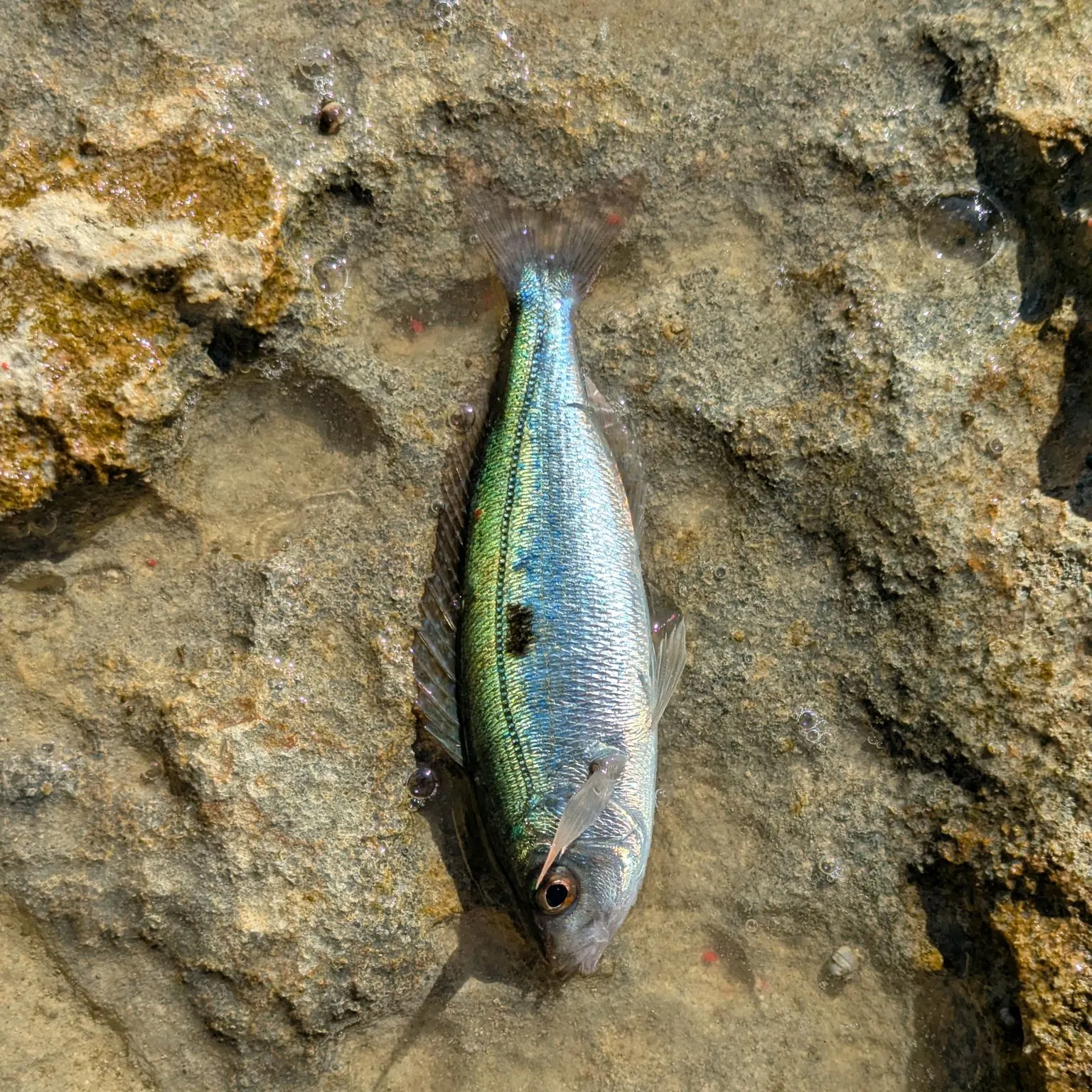 The most recent Blotched picarel catches on Fishbrain