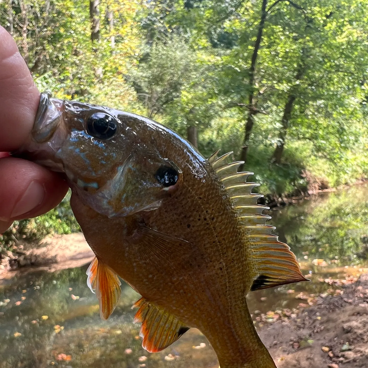 Green sunfish caught on Fishbrain